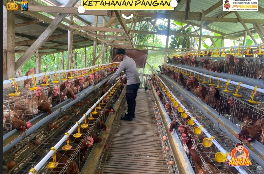 MBG Dongkrak Permintaan Ayam, Bhabinkamtibmas Ngepeh Kawal Peternak Dukung Ketahanan Pangan