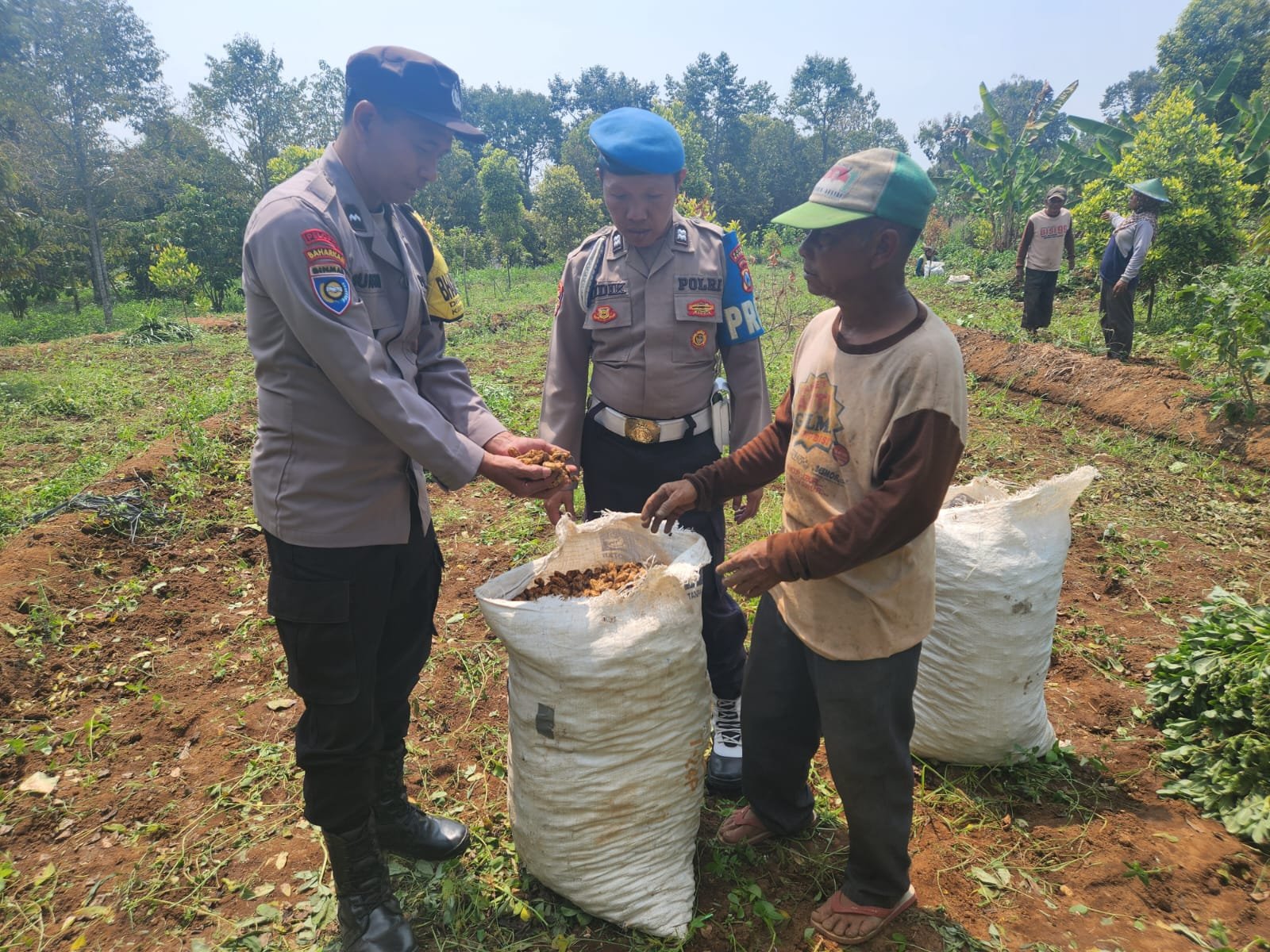 Panen Kacang Tanah Bersama Petani, Bhabinkamtibmas Sawahan Serap Aspirasi Dukung Ketahanan Pangan