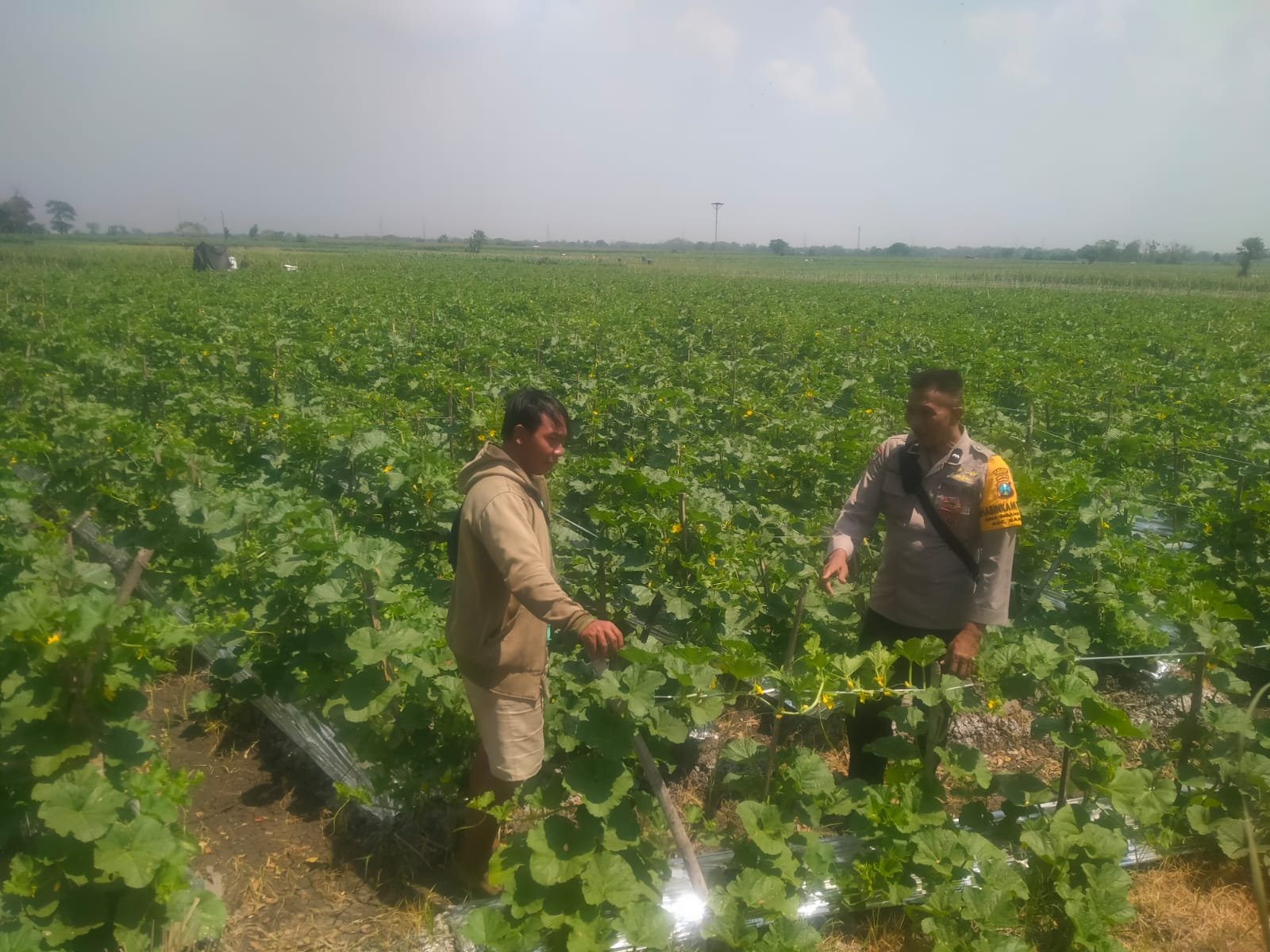 PANEN SEBELUM HUJAN, BHABINKAMTIBMAS BARON DORONG PETANI JAGA KETAHANAN PANGAN DARI DESA