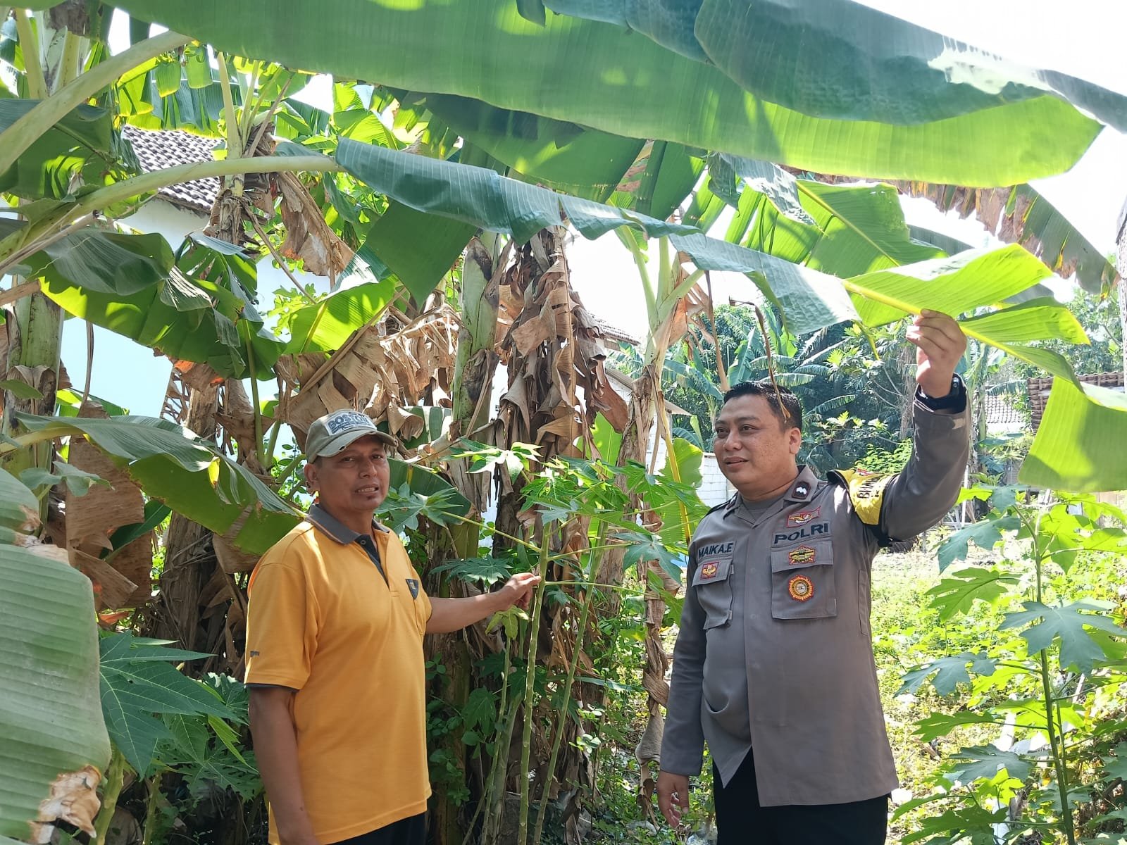 KEBUN TAK LUAS, HASIL BERKUALITAS: BHABINKAMTIBMAS GANDU DORONG PISANG LOKAL DUKUNG GIZI ANAK SEKOLAH
