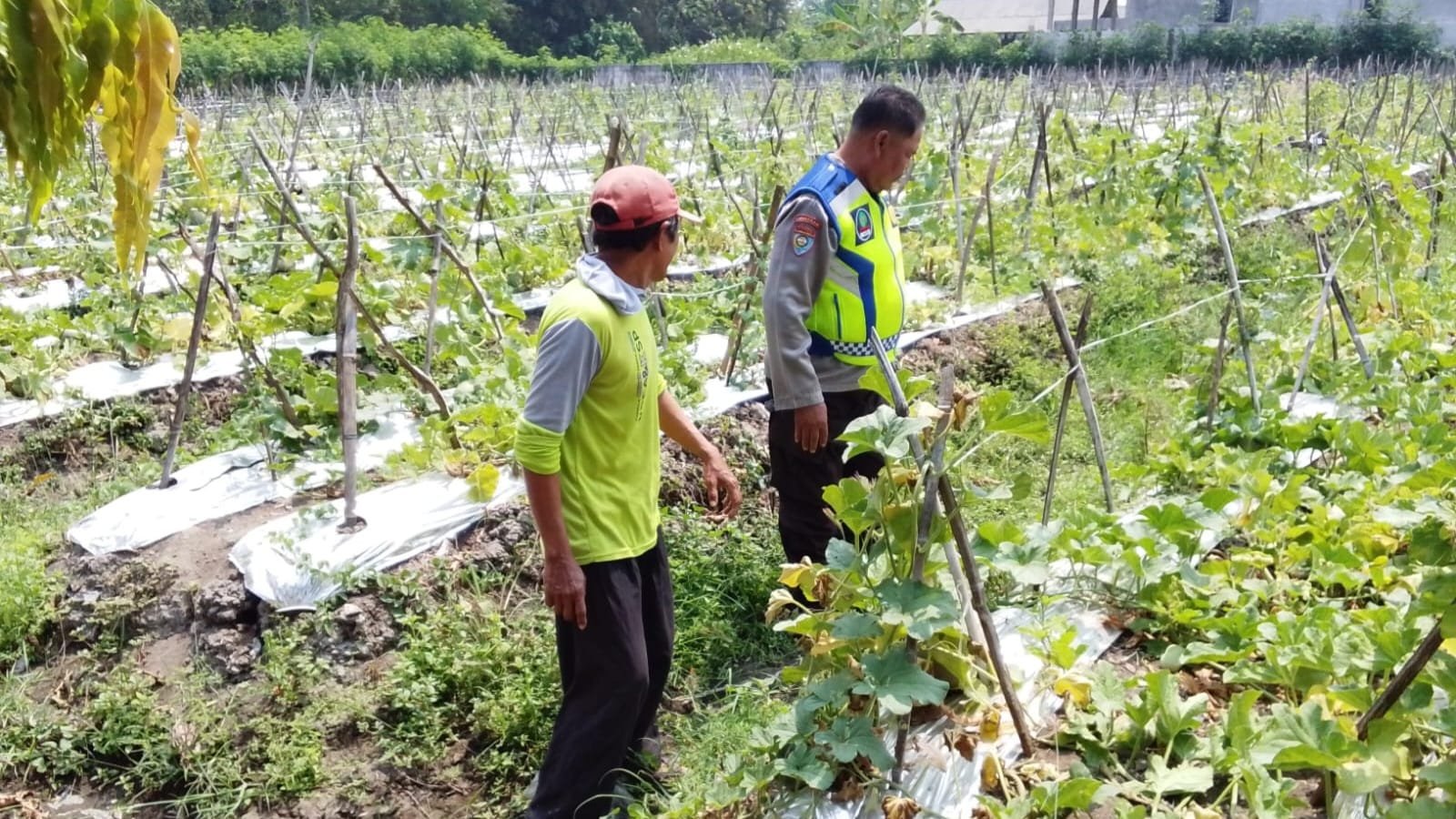 JELANG PANEN MELON, BHABINKAMTIBMAS PASTIKAN PETANI SUMBERKEPUH SIAP PANEN DAN KAMTIBMAS KONDUSIF