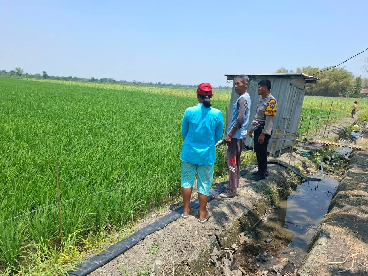 Pantau Perkembangan Tanaman Padi Bhabinkamtibmas Desa Jatikalen Polsek Jatikalen Polres Nganjuk