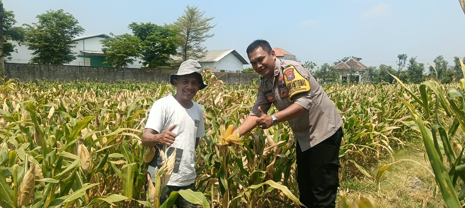 Dukung Program Ketahanan Pangan, Bhabinkamtibmas Desa Pelem Pantau Lahan Jagung Warga Binaan