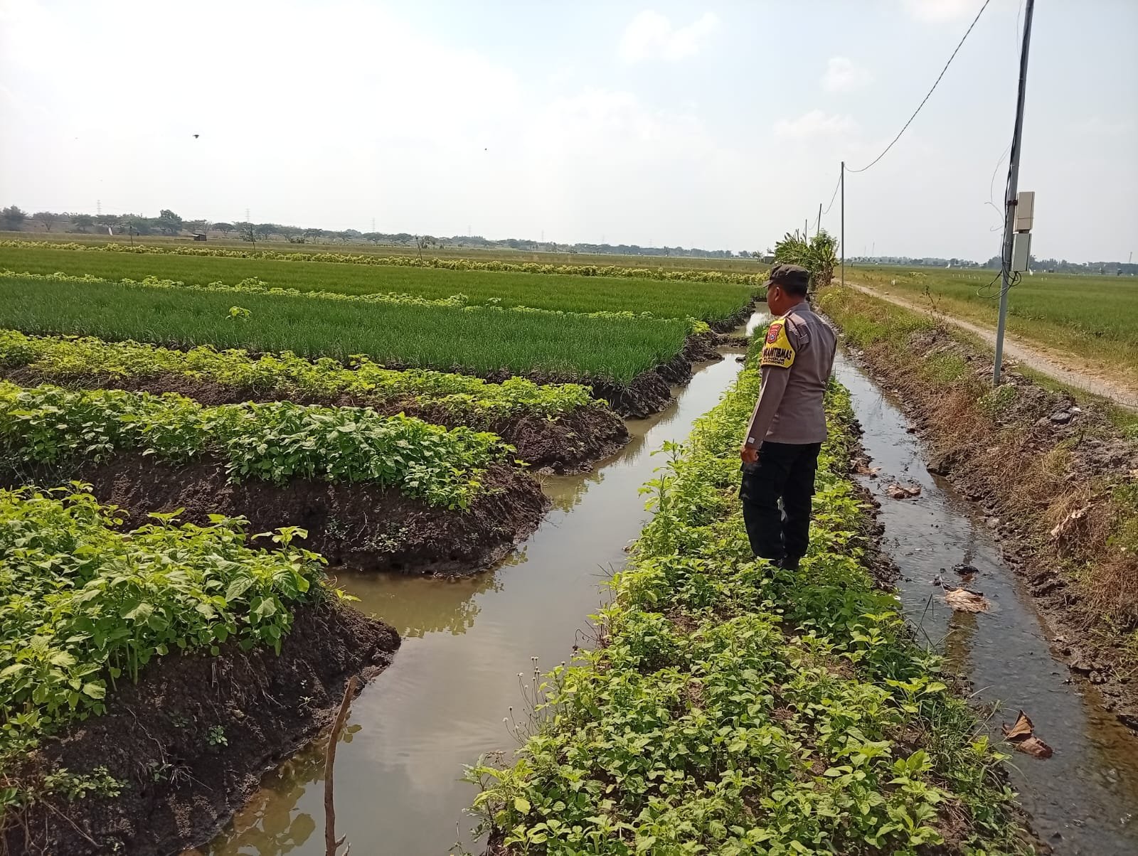 DARI LAHAN BAYAM SUKOMORO, HARAPAN KETAHANAN PANGAN TUMBUH DARI DESA