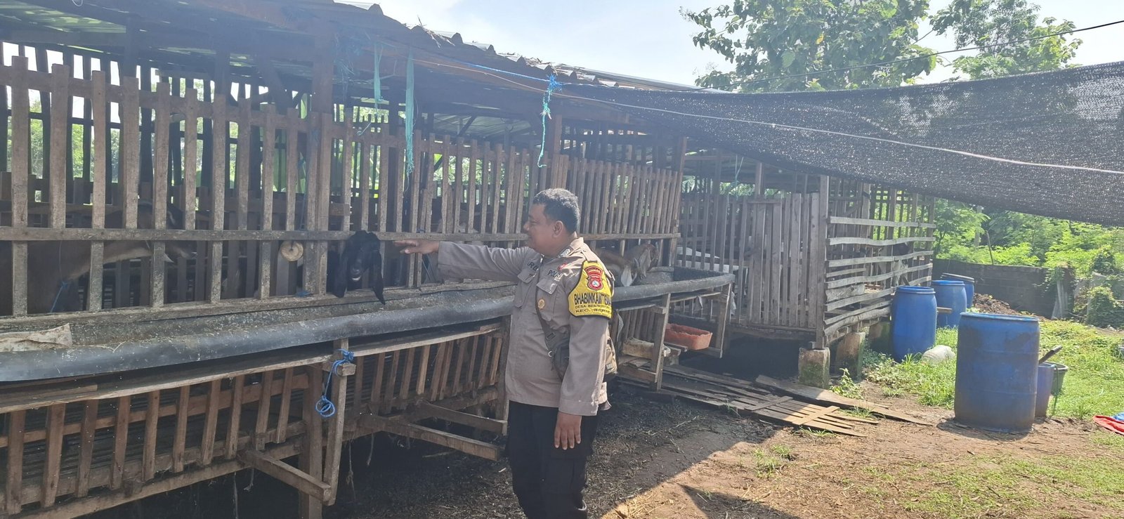 DARI KANDANG KAMBING, IKHTIAR BERSAMA MENGUATKAN KETAHANAN PANGAN DESA