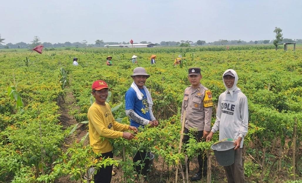 PANEN CABAI BERSAMA PETANI, BHABINKAMTIBMAS KUDU PERKUAT DUKUNGAN KETAHANAN PANGAN