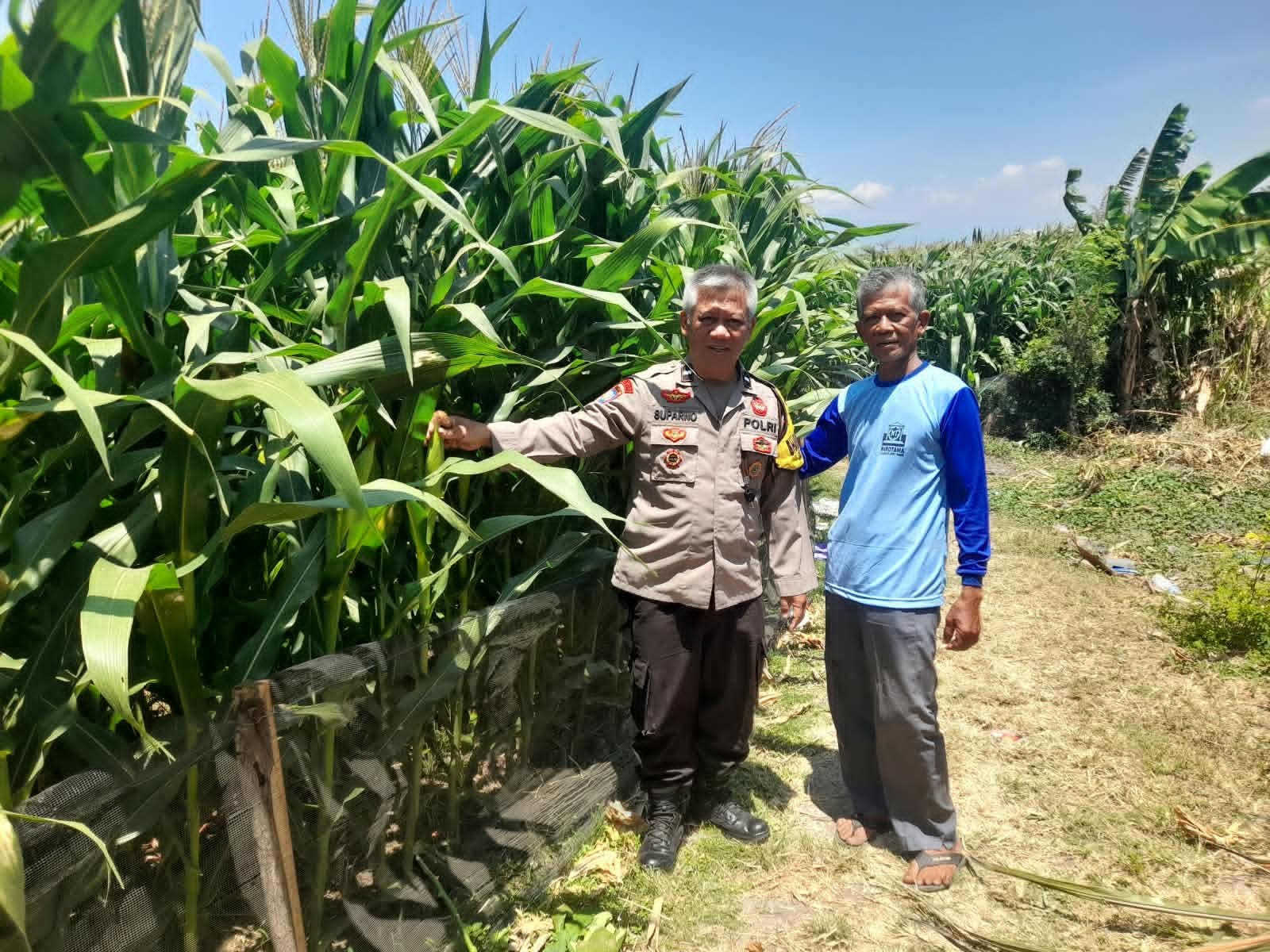 Patroli Persawahan, Bhabinkamtibmas Sombron Sampaikan Imbauan Kamtibmas kepada Petani Jagung