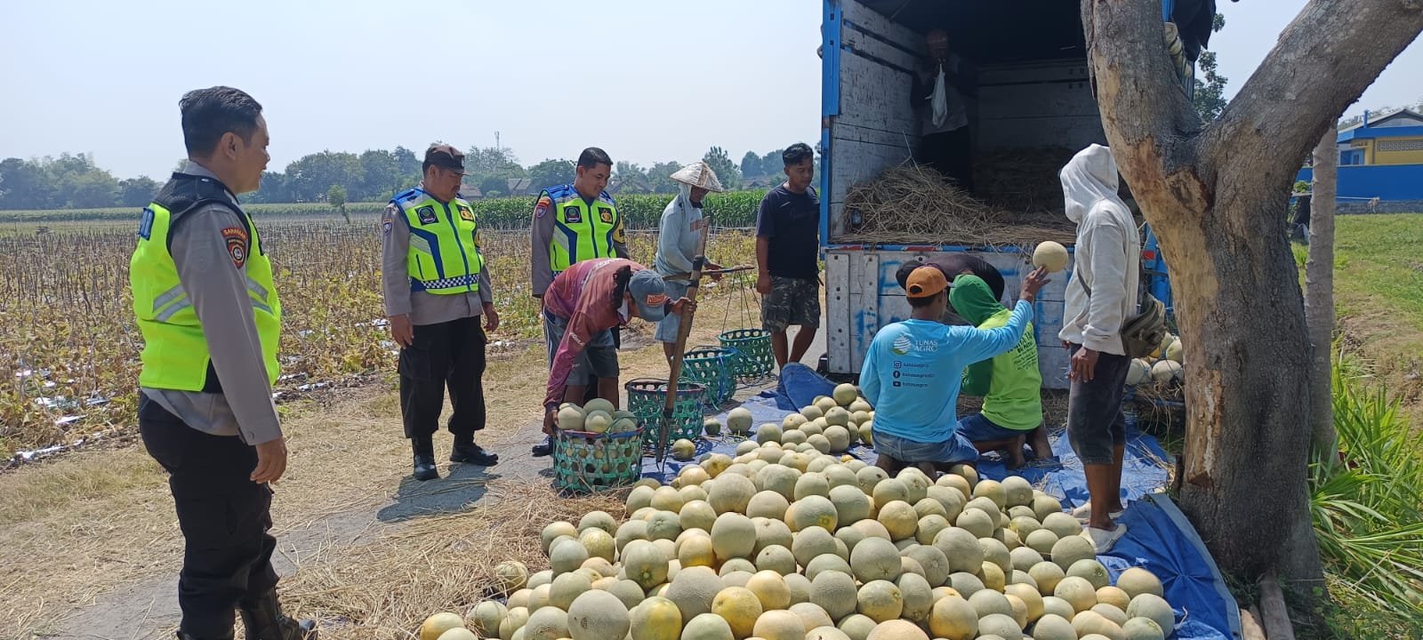 Patroli ke Persawahan, Polsek Warujayeng Sambangi Petani Panen Melon Dukung Ketahanan Pangan