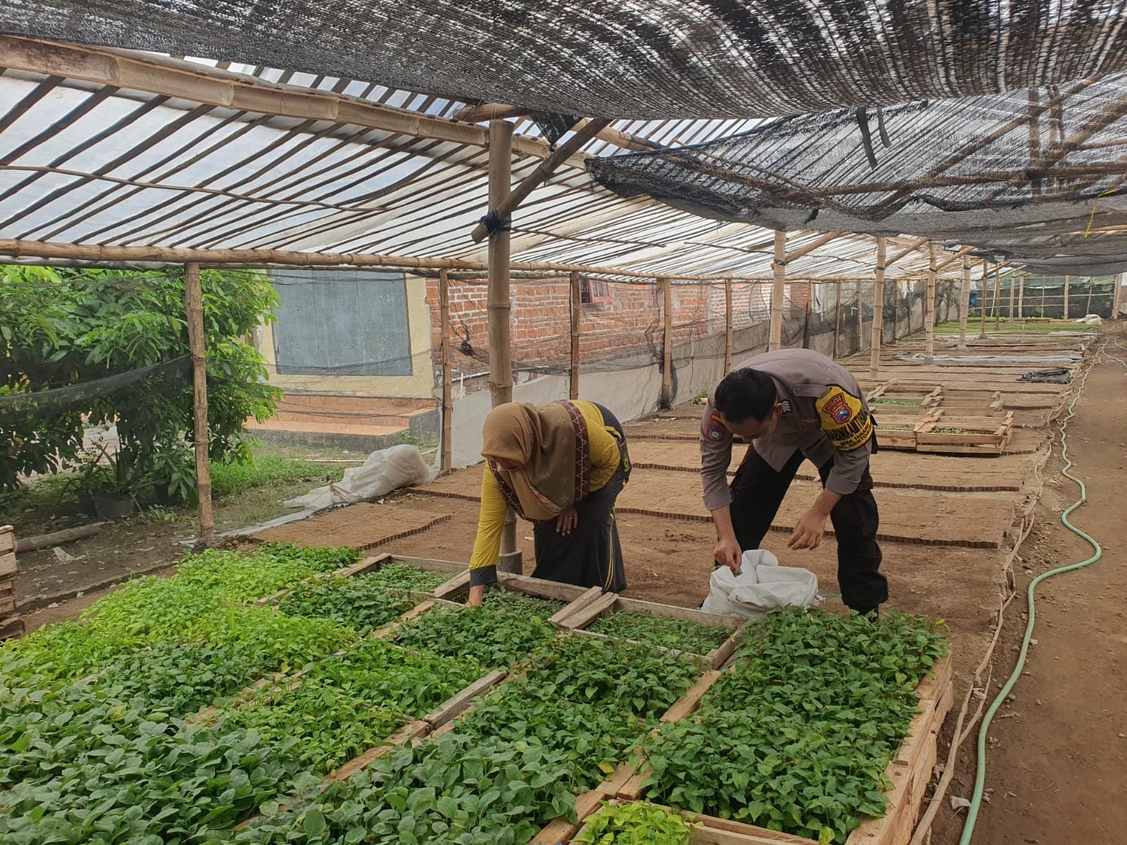 Dari Desa untuk Ketahanan Pangan, Bhabinkamtibmas Tanjung Dorong Budidaya Tanaman Produktif