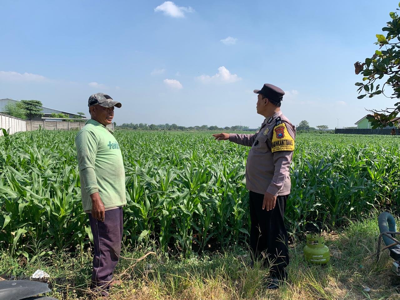 Sambil Menanti Panen, Bhabinkamtibmas Patianrowo Hadir Dampingi Petani