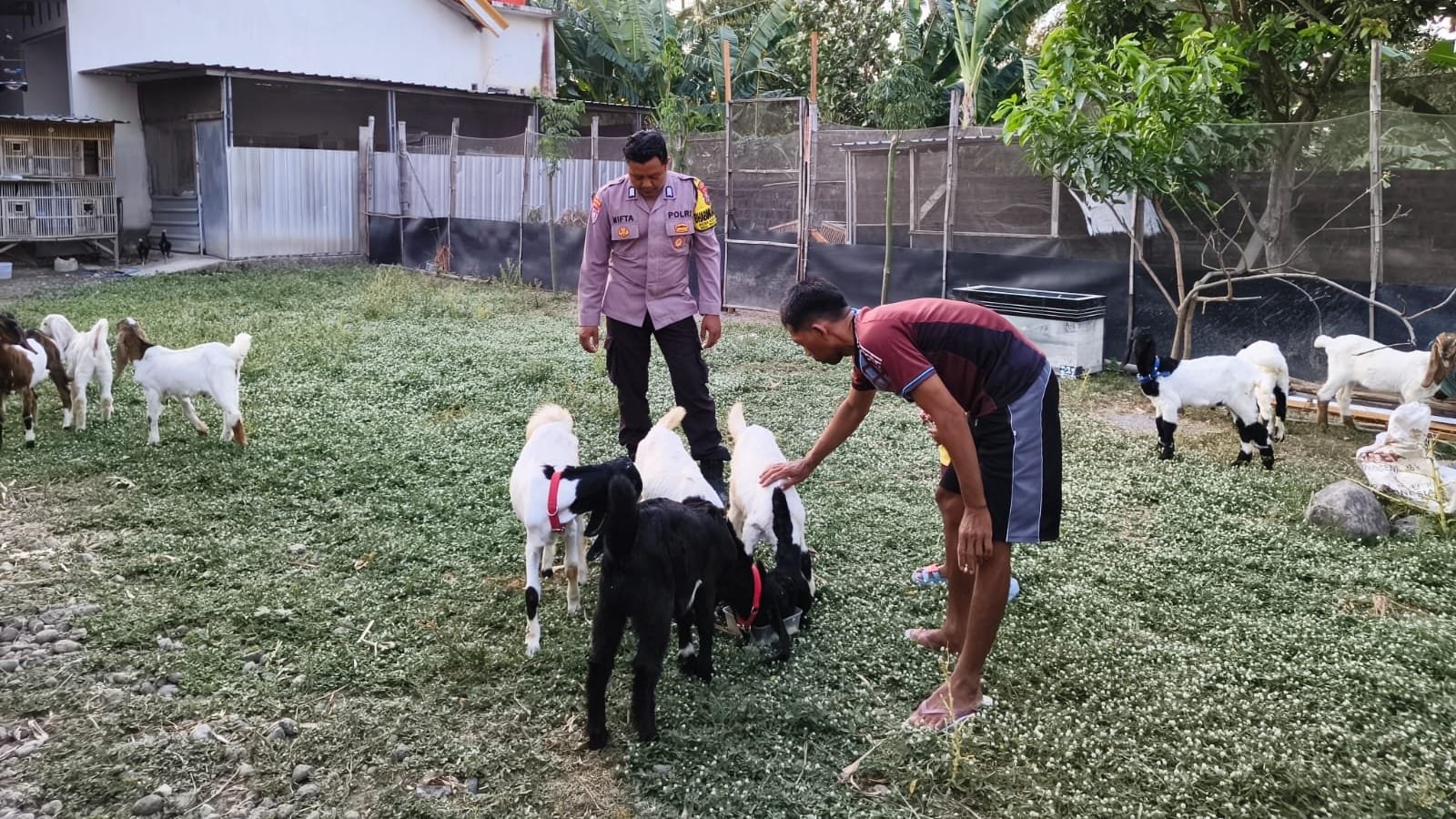 Kandang Bersih Serasa Taman, Bhabinkamtibmas Dorong Warga Kembangkan Peternakan