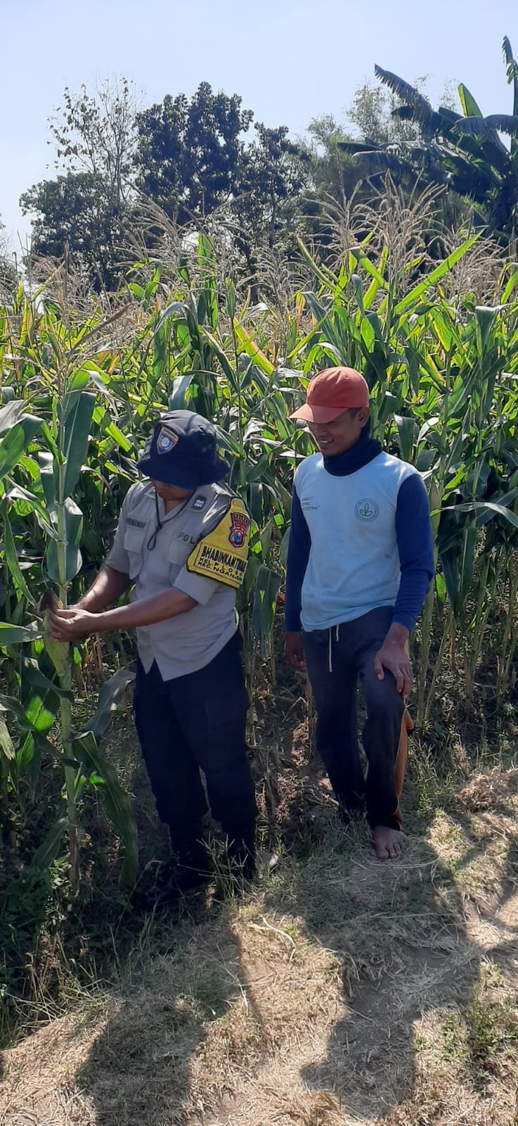 Bhabinkamtibmas Ploso Pantau Jagung Bhayangkara, Petani Rasakan Hasil Pertumbuhan yang Baik