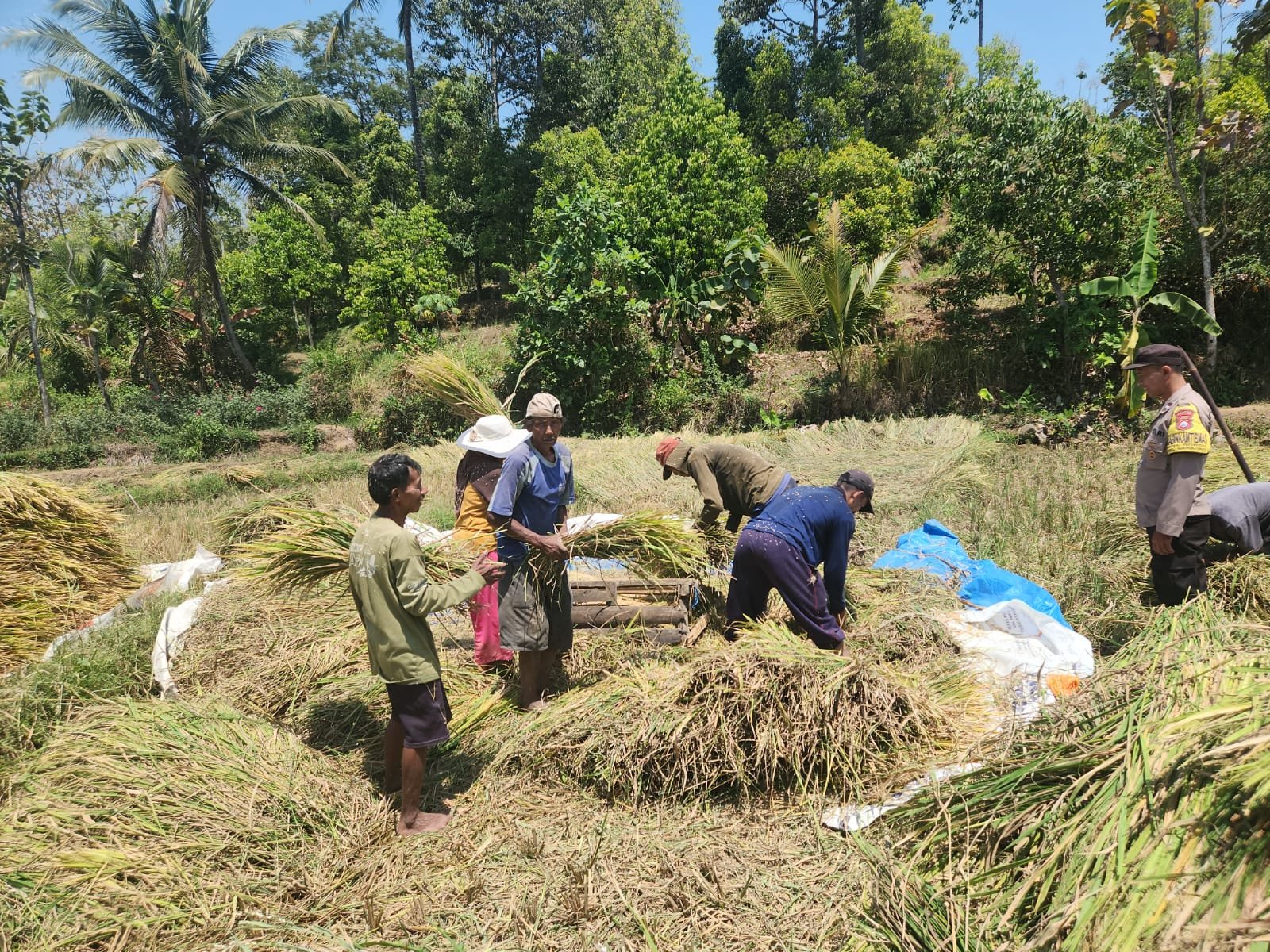 Sambang Petani Saat Panen, Bhabinkamtibmas Duren Dorong Akses Fasilitas Pertanian Terjangkau  