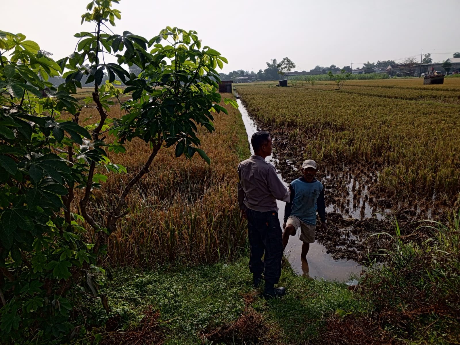 Bhabinkamtibmas Tiripan Sambangi Petani, Perkuat Sinergi dan Ketahanan Pangan 