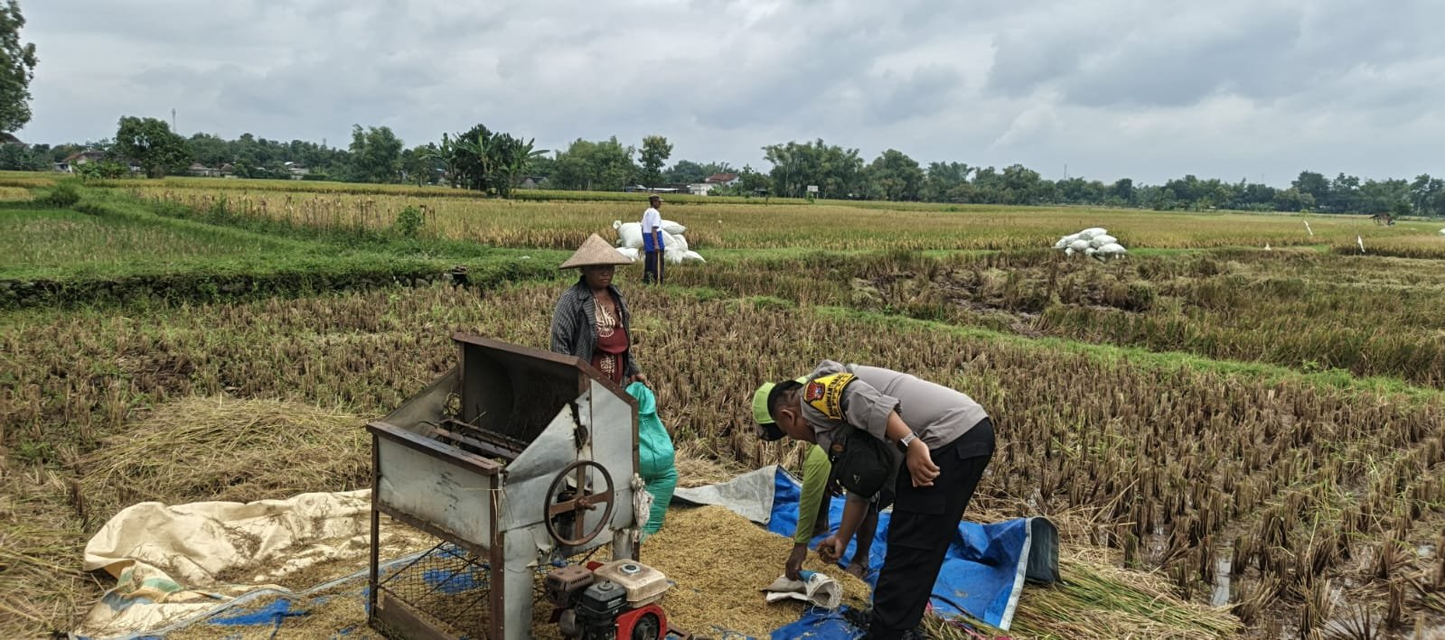 SAMBANG PETANI SAAT PANEN, BHABINKAMTIBMAS POLSEK BERBEK DORONG SINERGI DUKUNG KETAHANAN PANGAN