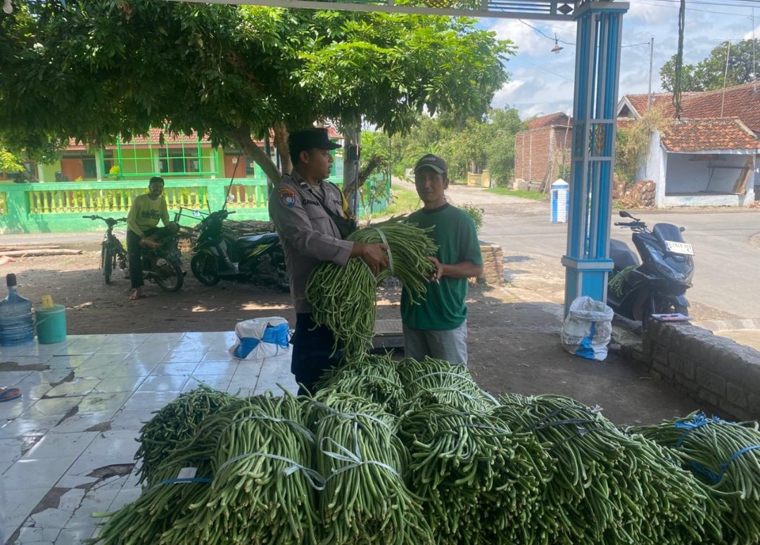Kacang Panjang Melimpah, Berkah bagi Petani dan Ketahanan Pangan