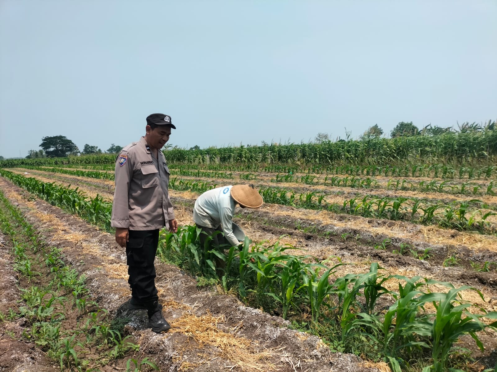 Bhabinkamtibmas Desa Mabung Hadir di Tengah Petani, Wujudkan Kedekatan dan Rasa Aman