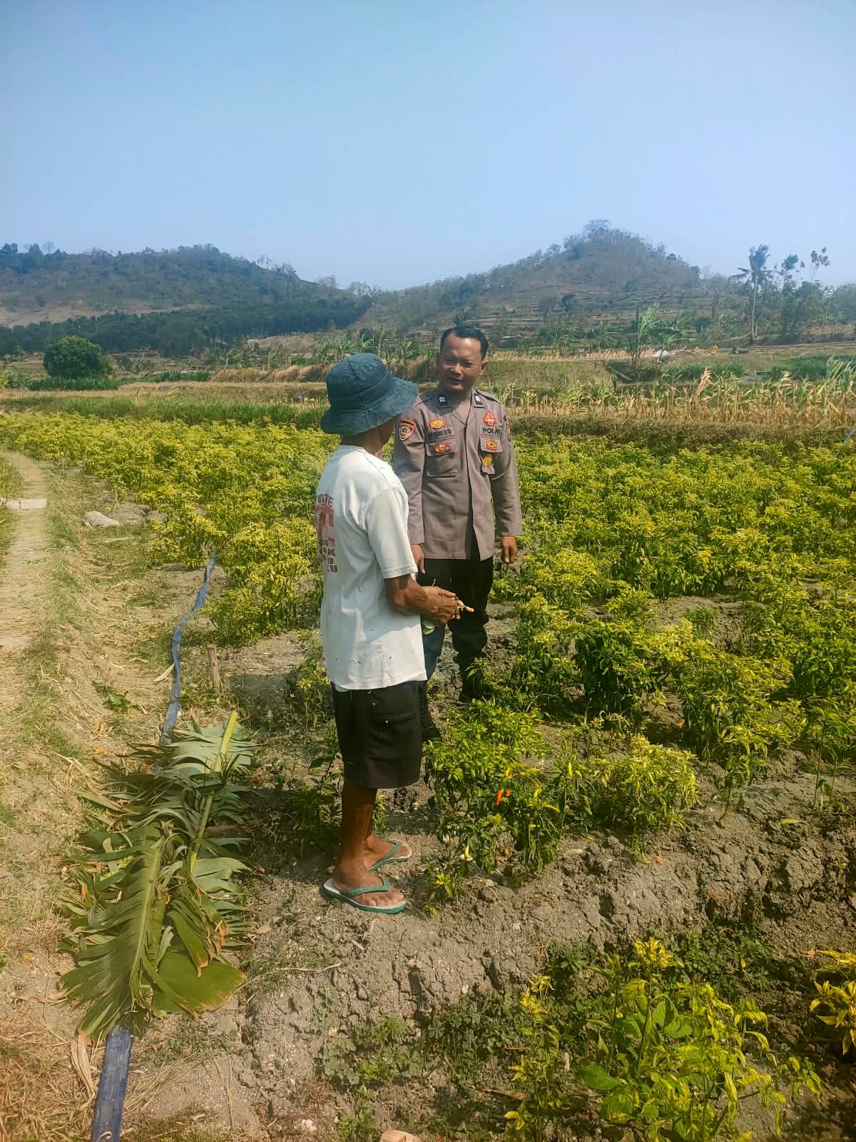 Pantau Tanaman Cabai di Tengah Kemarau, Polsek Ngluyu Dorong Petani Jaga Produktivitas  