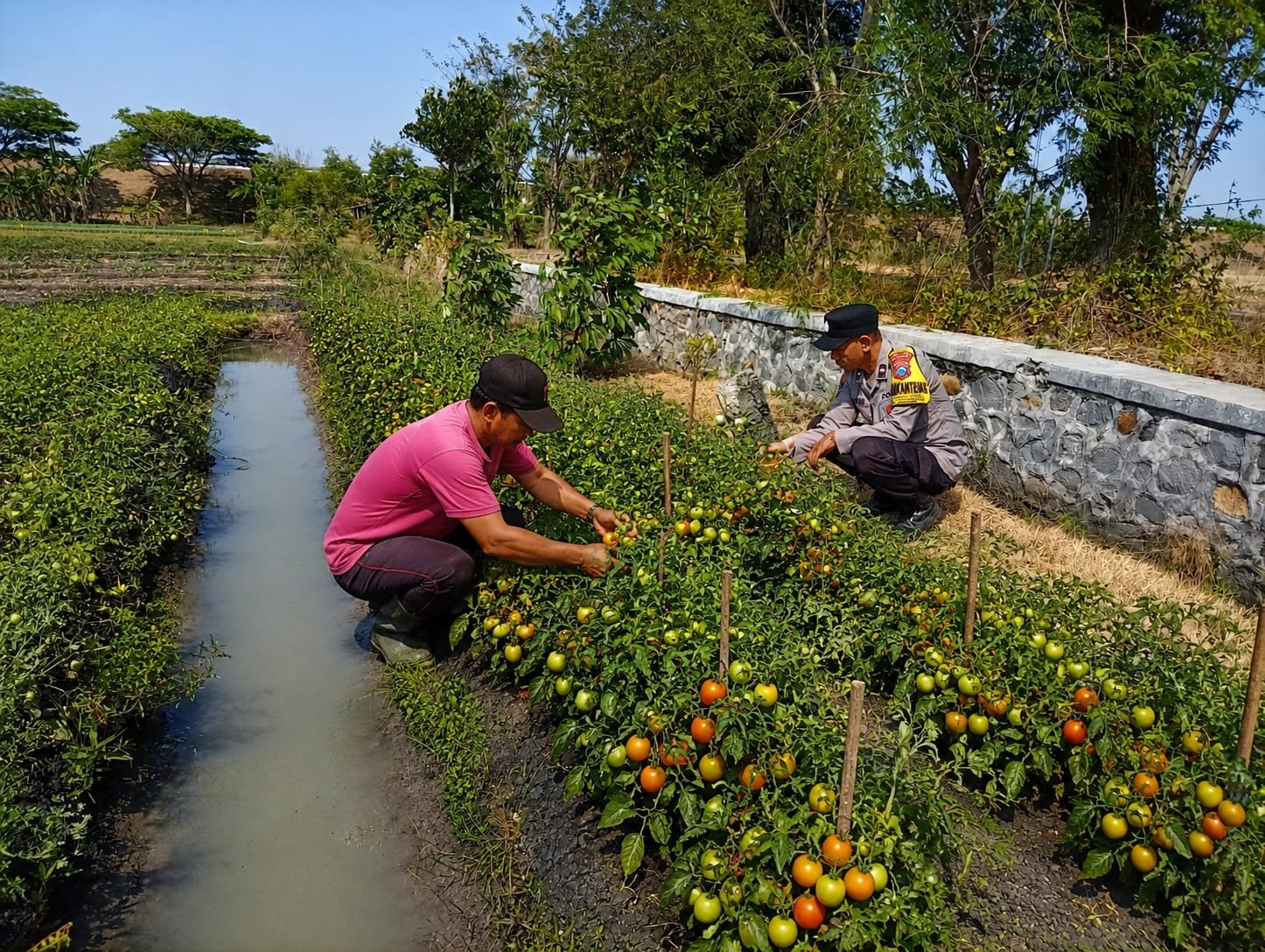 Panen Melimpah, Bhabinkamtibmas Nglundo Dorong Semangat Petani Dukung Ketahanan Pangan