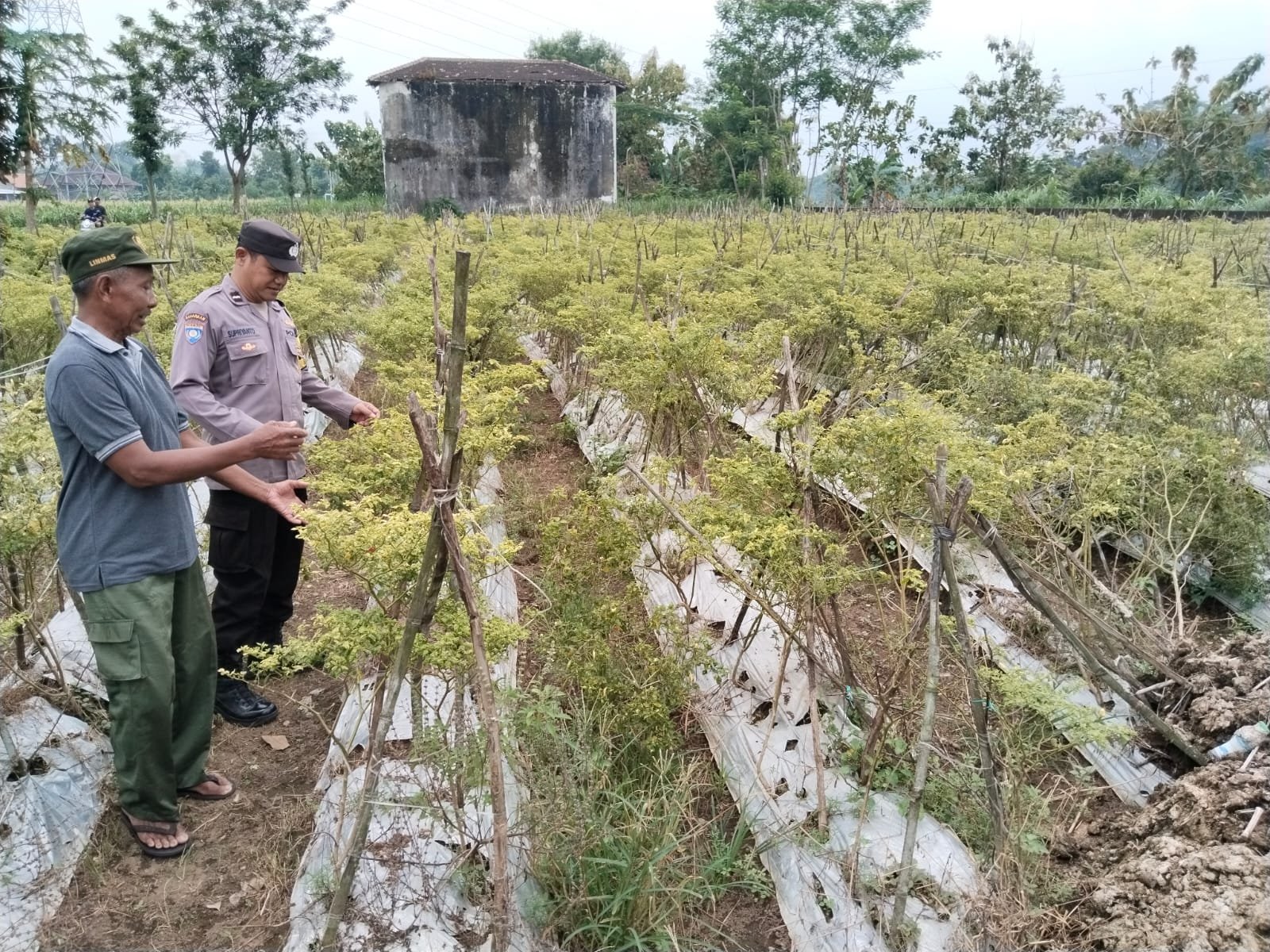 Bhabinkamtibmas Rowoharjo Perkuat Ketahanan Pangan melalui Kunjungan kepada Petani dan Peternak