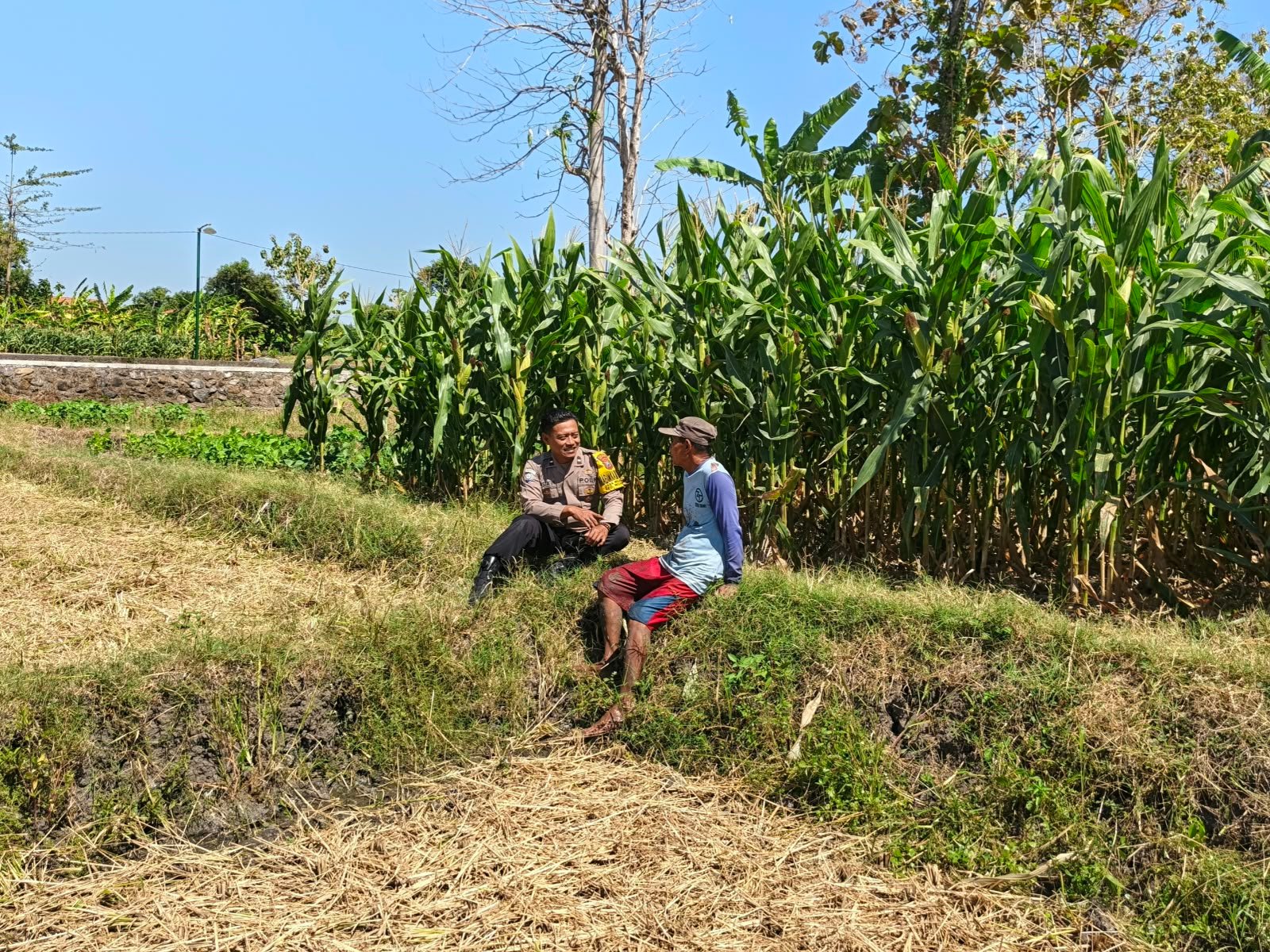 Bhabinkamtibmas Sambangi Petani Jagung, Serap Aspirasi untuk Dukung Ketahanan Pangan Nasional