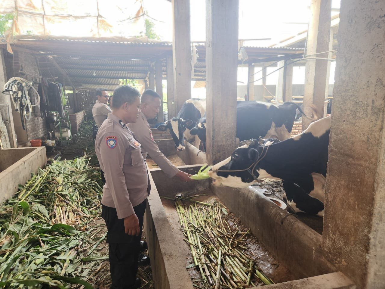 Dialogis di Kandang Sapi Perah, Bhabinkamtibmas Duren Dampingi Peternak demi Ketahanan Pangan