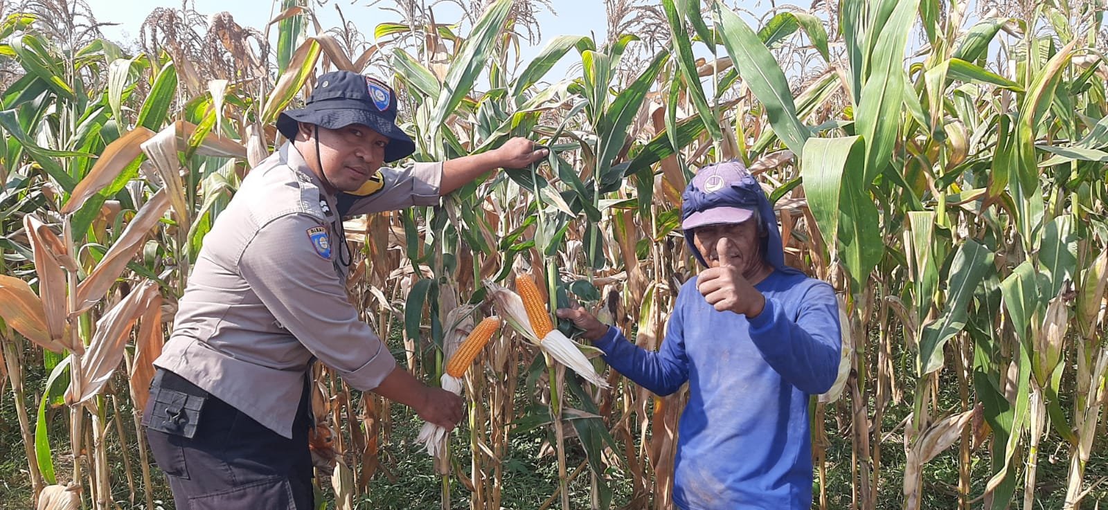 Panen Jagung Benih Bhayangkara, Bhabinkamtibmas Ploso Dampingi Petani Tingkatkan Kesejahteraan