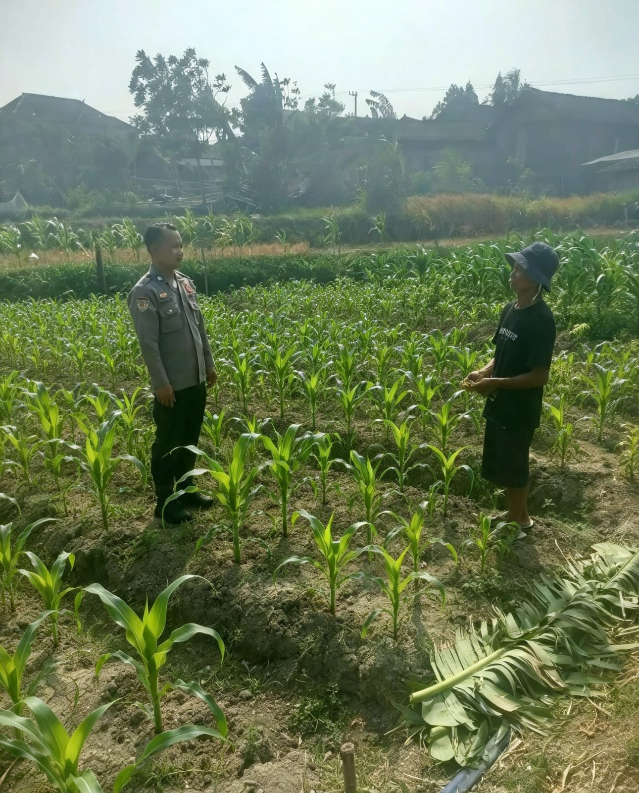Dukung Ketahanan Pangan Nasional, Ps. Kanit Binmas Polsek Ngluyu Pantau Tanaman Jagung Milik Warga Desa Tempuran