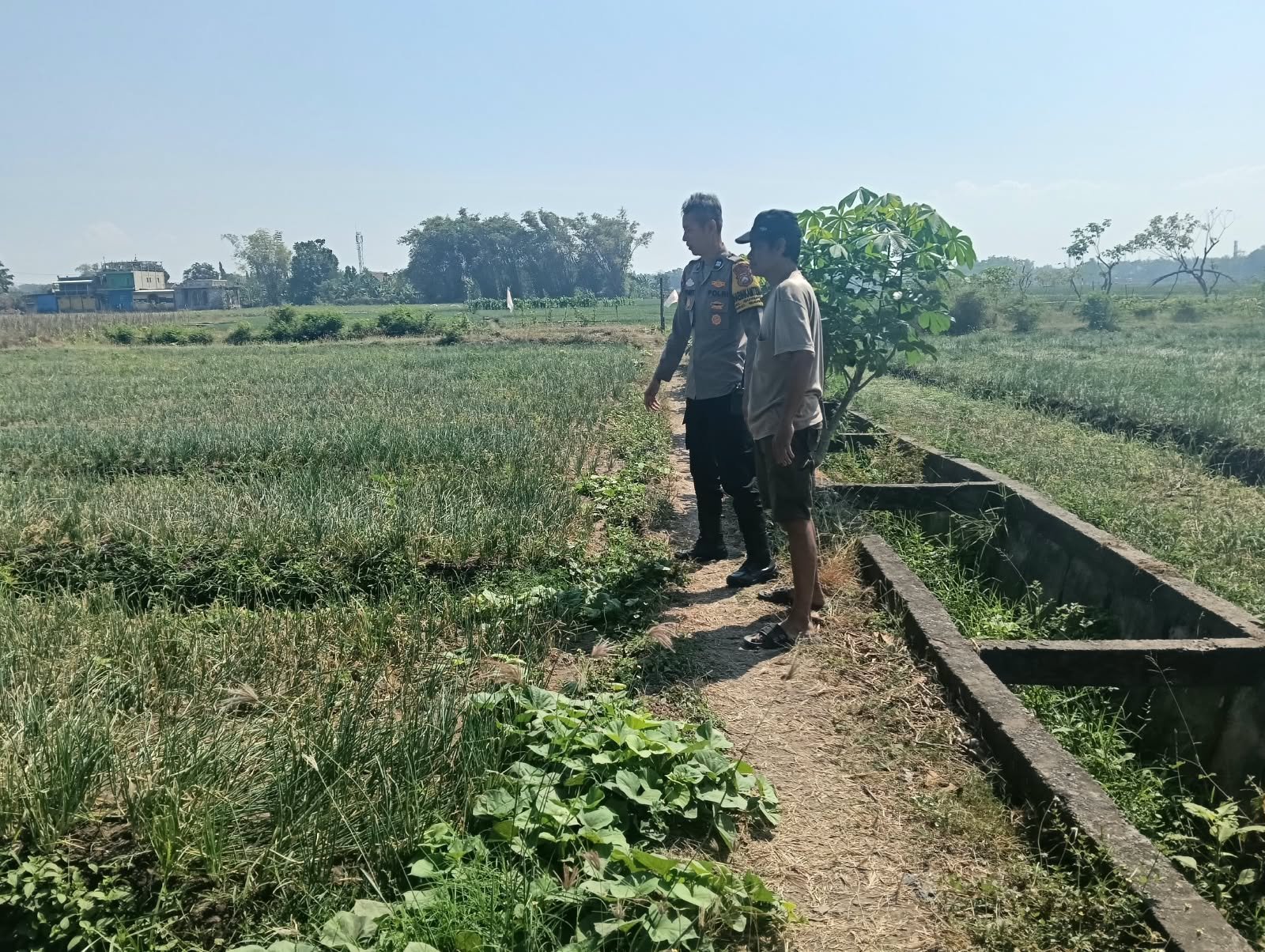 Petani Bawang Merah Bagor Bersyukur Irigasi Lancar di Tengah Kemarau