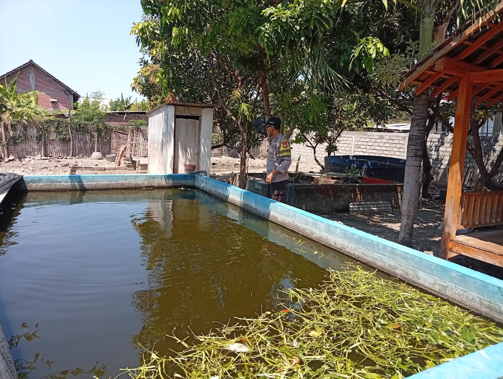 Sinergi di Balik Kolam, Bhabinkamtibmas Kapas Dorong Ketahanan Pangan Lewat Budidaya Lele