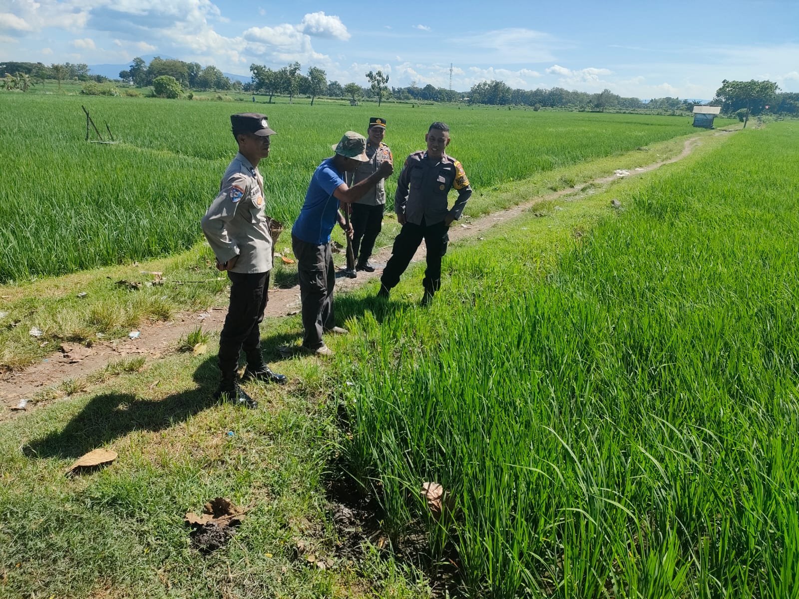 Kanit Binmas Polsek Nganjuk Kota Pantau Lahan Padi, Dorong Petani Dukung Ketahanan Pangan