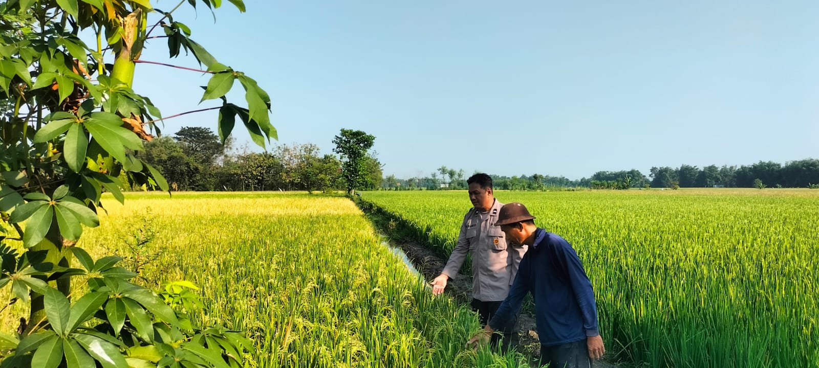 Tetap Menanam di Musim Kemarau, Bhabinkamtibmas Gondang Wetan Dampingi Petani demi Ketahanan Pangan