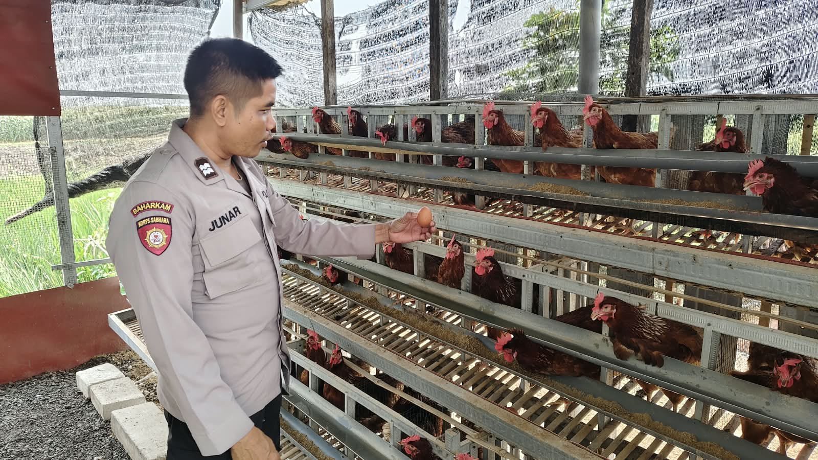 Telur Berkualitas dari Sukomoro, Peran Binmas Polsek Dampingi Peternak demi Ketahanan Pangan