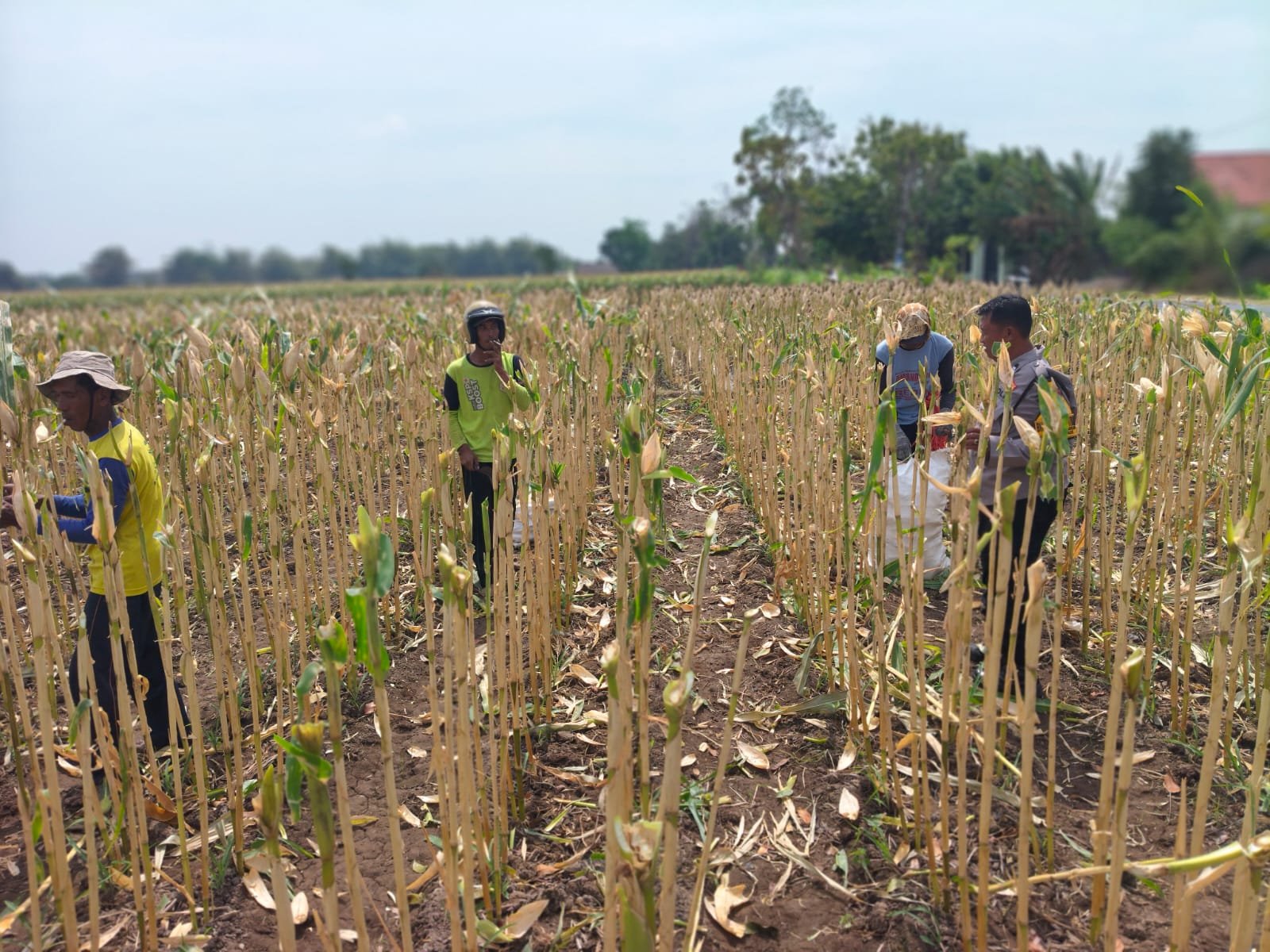 Jagung di Musim Kemarau, Bhabinkamtibmas Jatigreges Dampingi Petani demi Ketahanan Pangan