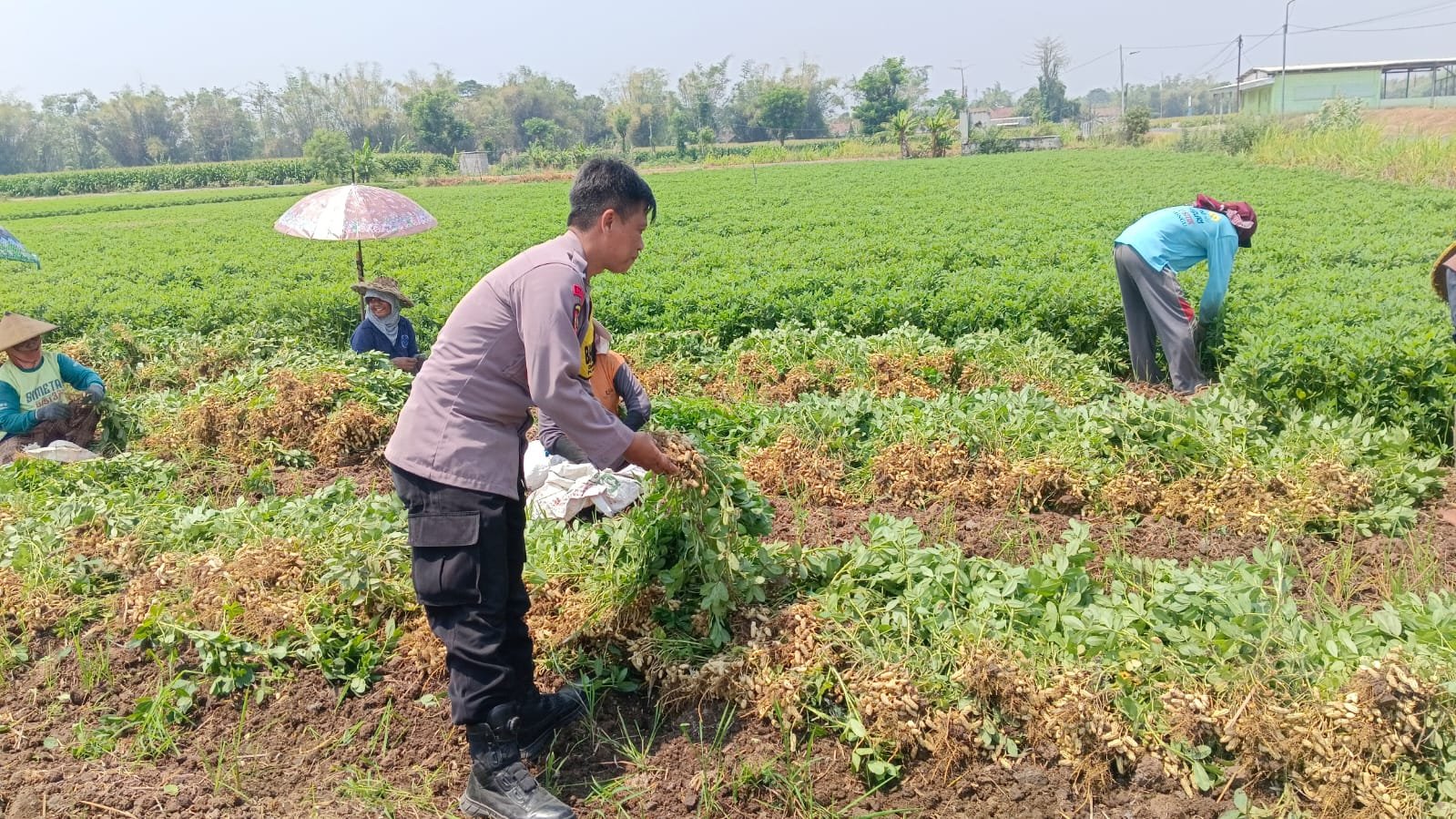Panen Kacang Tanah Gemenggeng, Bhabinkamtibmas Suyanto Motivasi Petani Wujudkan Ketahanan Pangan