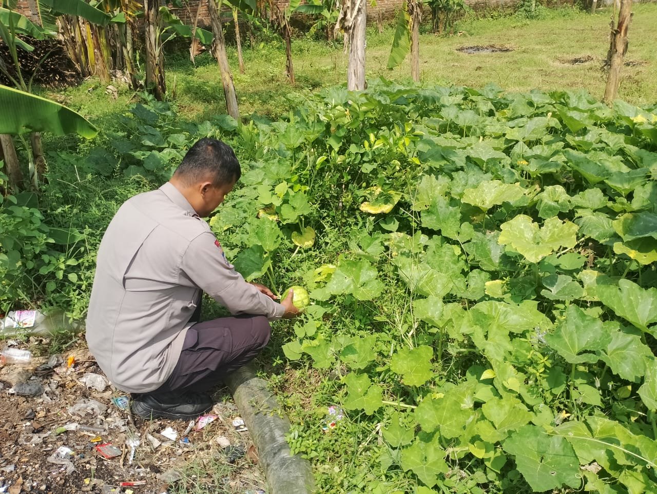Lahan Sela Berbuah Manis, Bhabinkamtibmas Sumberwindu Apresiasi Panen Melon dan Terong Warga
