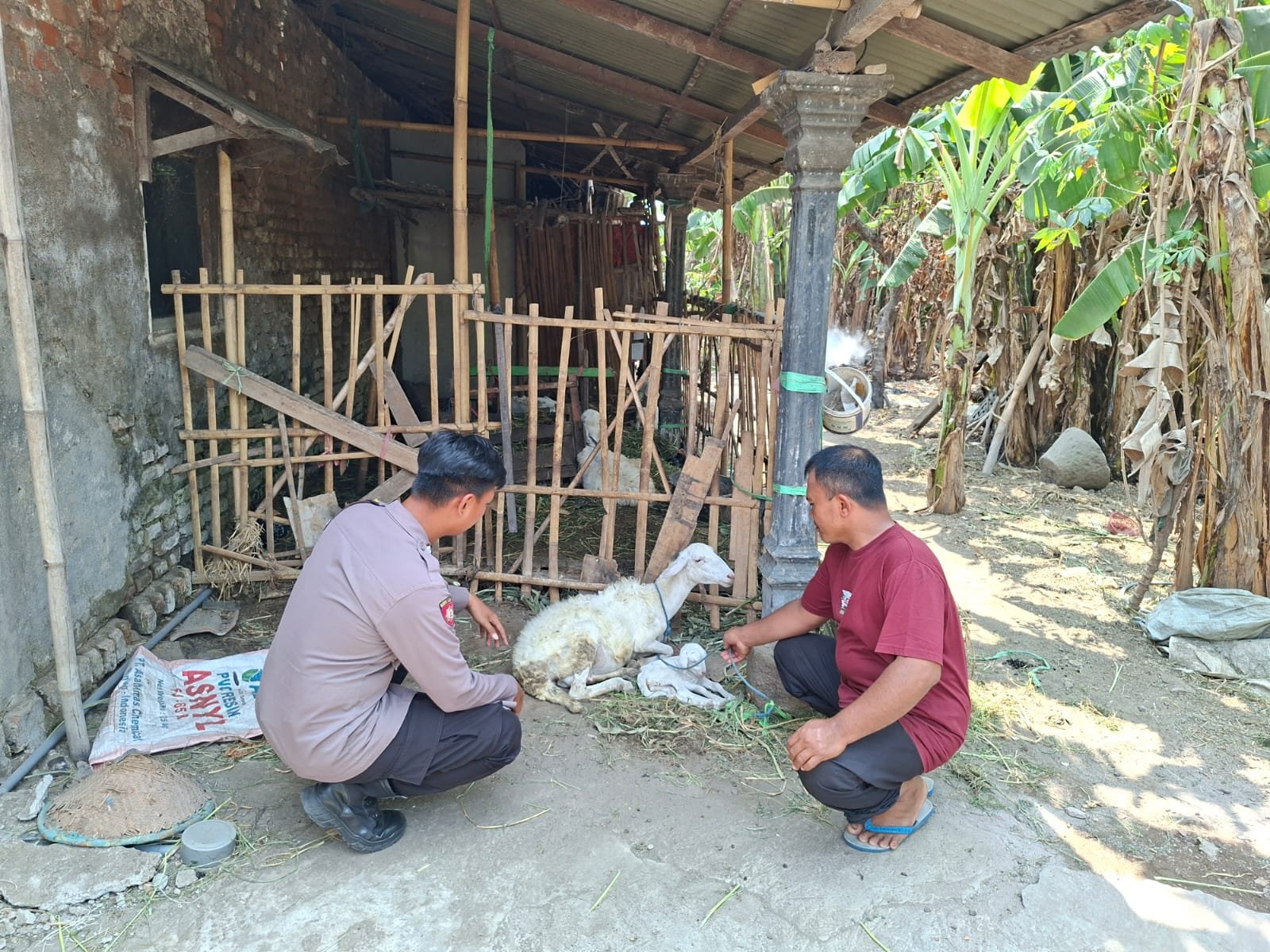 Dari Kandang Hingga Kebun, Bhabinkamtibmas Sonoageng Dorong Optimalisasi Pekarangan Pangan Bergizi