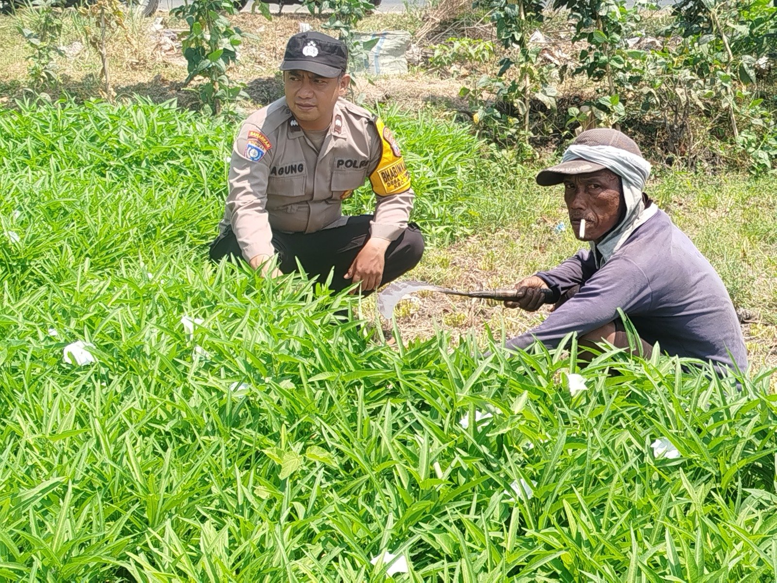 Kangkung Subur dari Lahan Sela, Bhabinkamtibmas Lumpangkuwik Dukung Petani Muda Tanpa Sawah