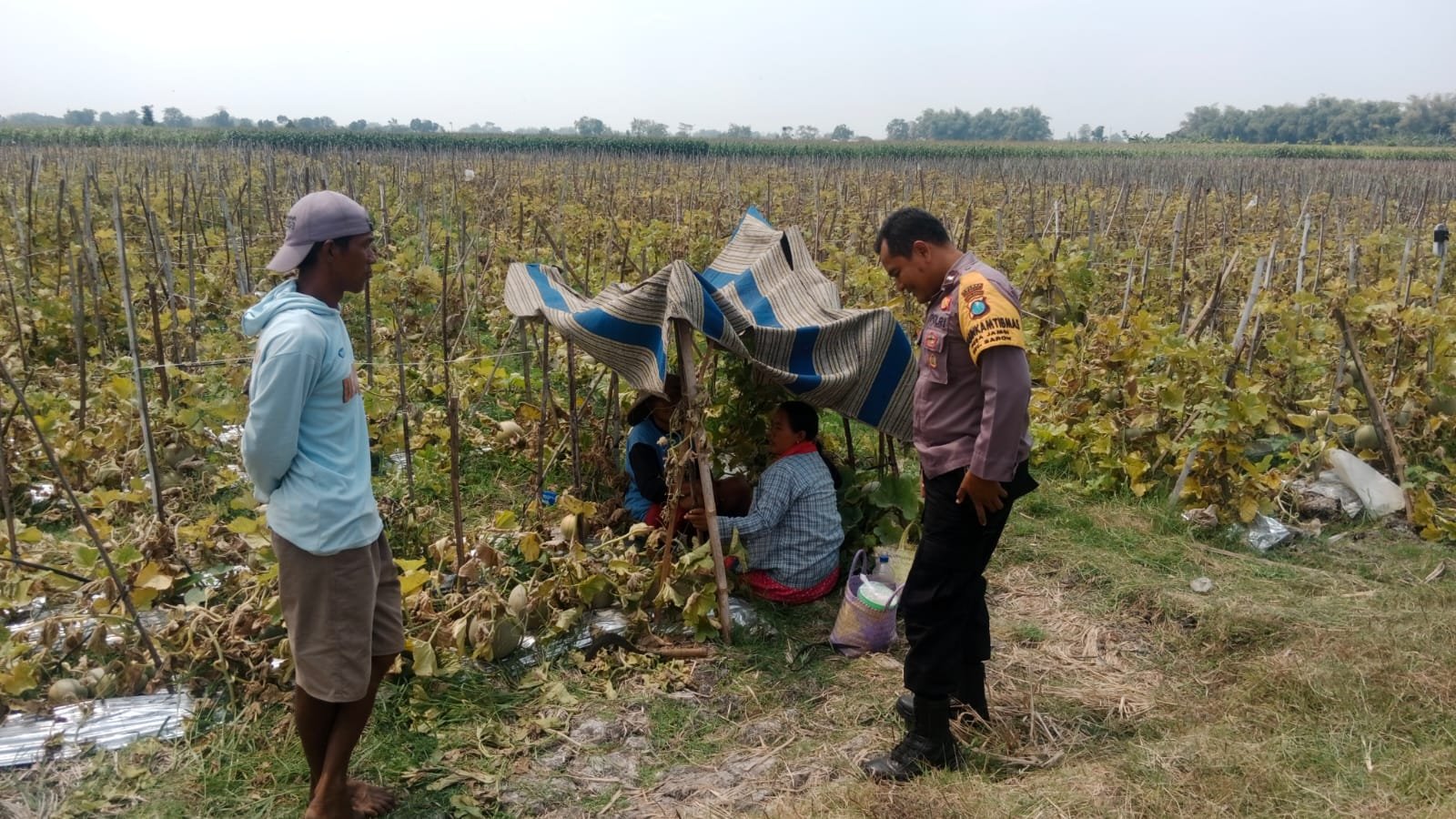 Istirahat Sejenak di Kebun Melon, Bhabinkamtibmas Jambi Beri Dukungan dan Himbauan Kamtibmas