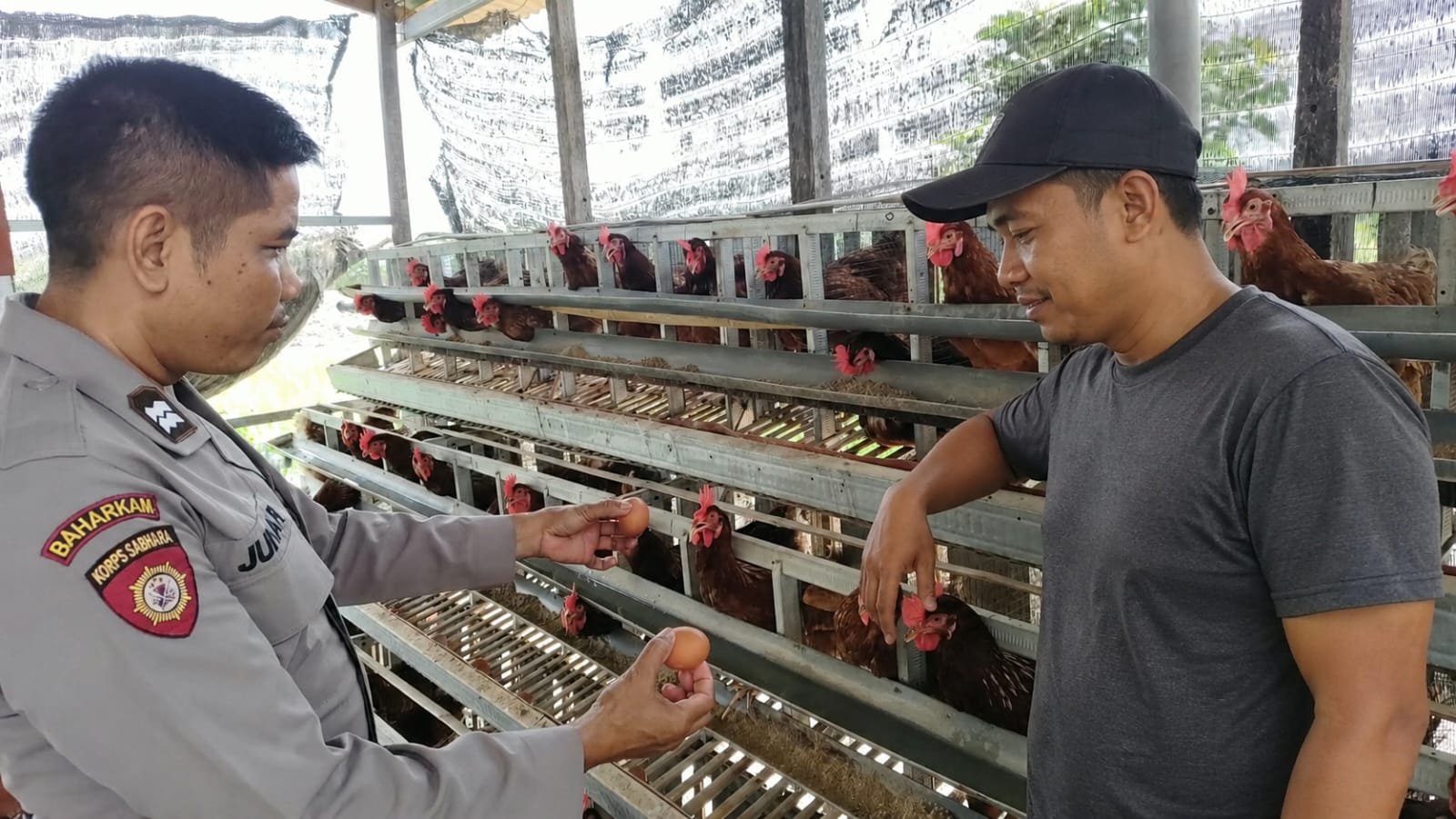 Dialog Hangat di Kandang Ayam Petelur, Binmas Sukomoro Bahas Cuaca, Harga, dan Pasar