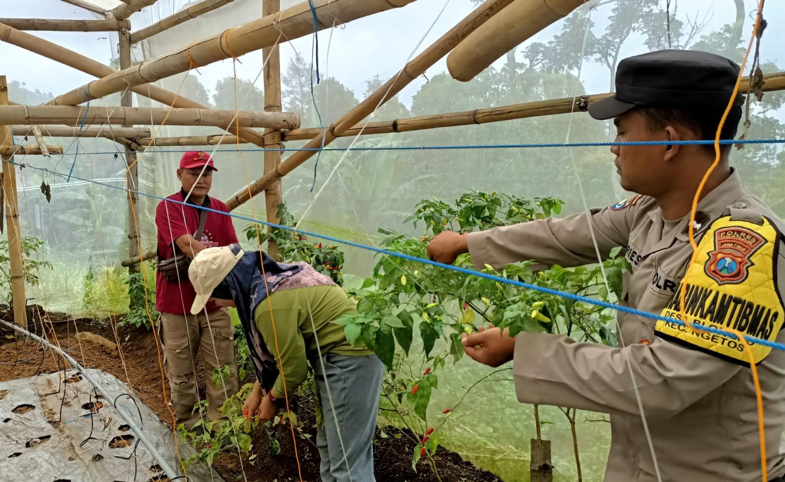 Cabai Merah dari Pekarangan, Bhabinkamtibmas Blongko Apresiasi Lahan Pangan Profesional Warga