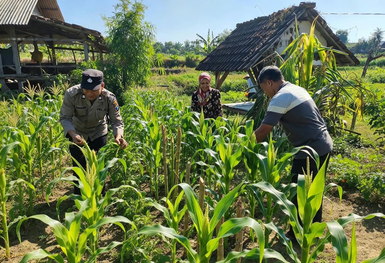 Sinergi Polisi dan Petani, Wujud Nyata Penguatan Ketahanan Pangan di Ngluyu