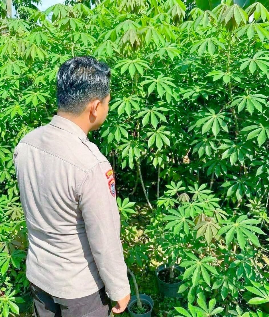 Tak Ada Nasi, Singkong Pun Jadi: Pekarangan Sederhana, Harapan Ketahanan Pangan