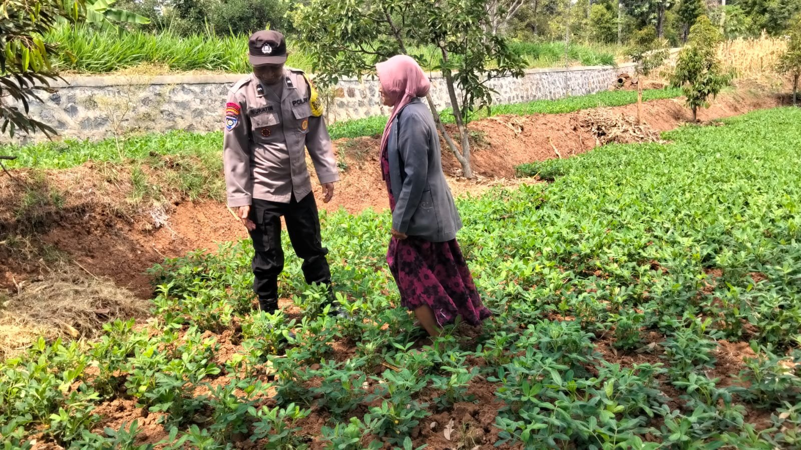 Jelang Panen Kacang Tanah, Bhabinkamtibmas Desa Duren Dukung Produktivitas Petani dan Ketahanan Pangan Nasional