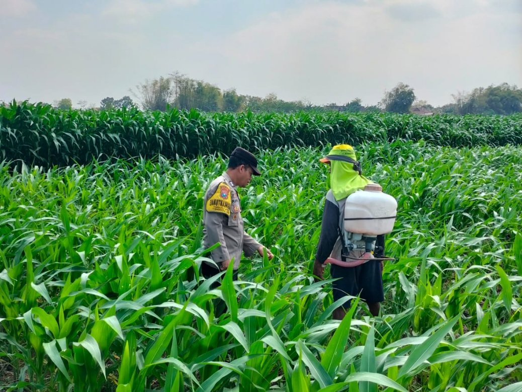 Jaga Produktivitas Jagung di Tengah Peralihan Musim, Bhabinkamtibmas Loceret Beri Dukungan kepada Petani