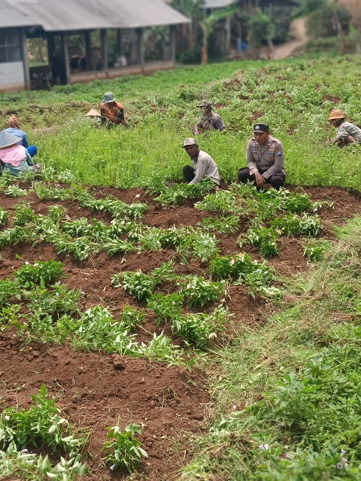 PANEN KACANG TANAH PENUH KEAKRABAN, BHABINKAMTIBMAS DESA DUREN DORONG KEMANDIRIAN PANGAN DARI DESA
