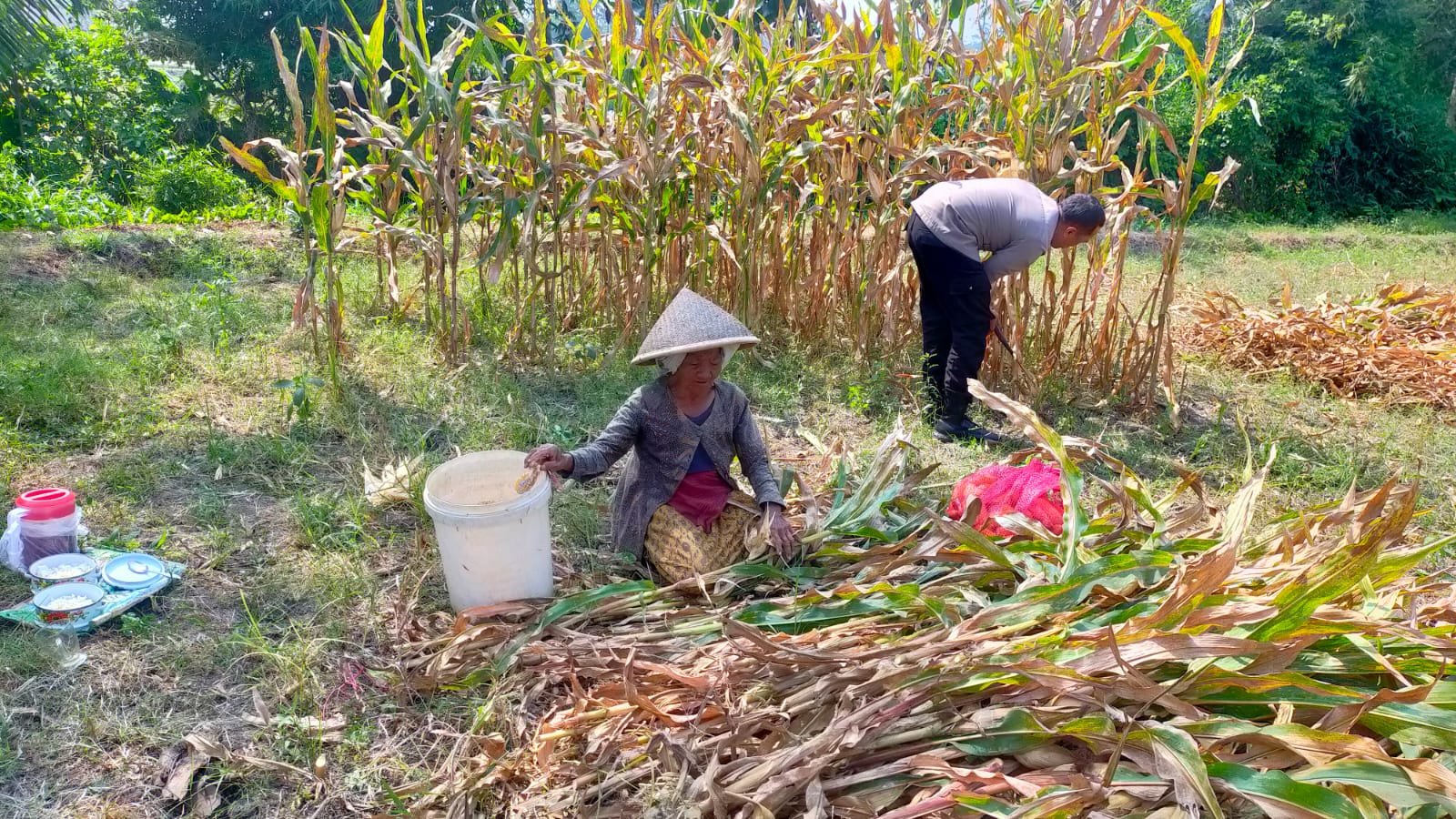 Bahu-Membahu di Ladang Jagung, Jajaran Polresta Malang Kota Bersama Warga Wujudkan Ketahanan Pangan