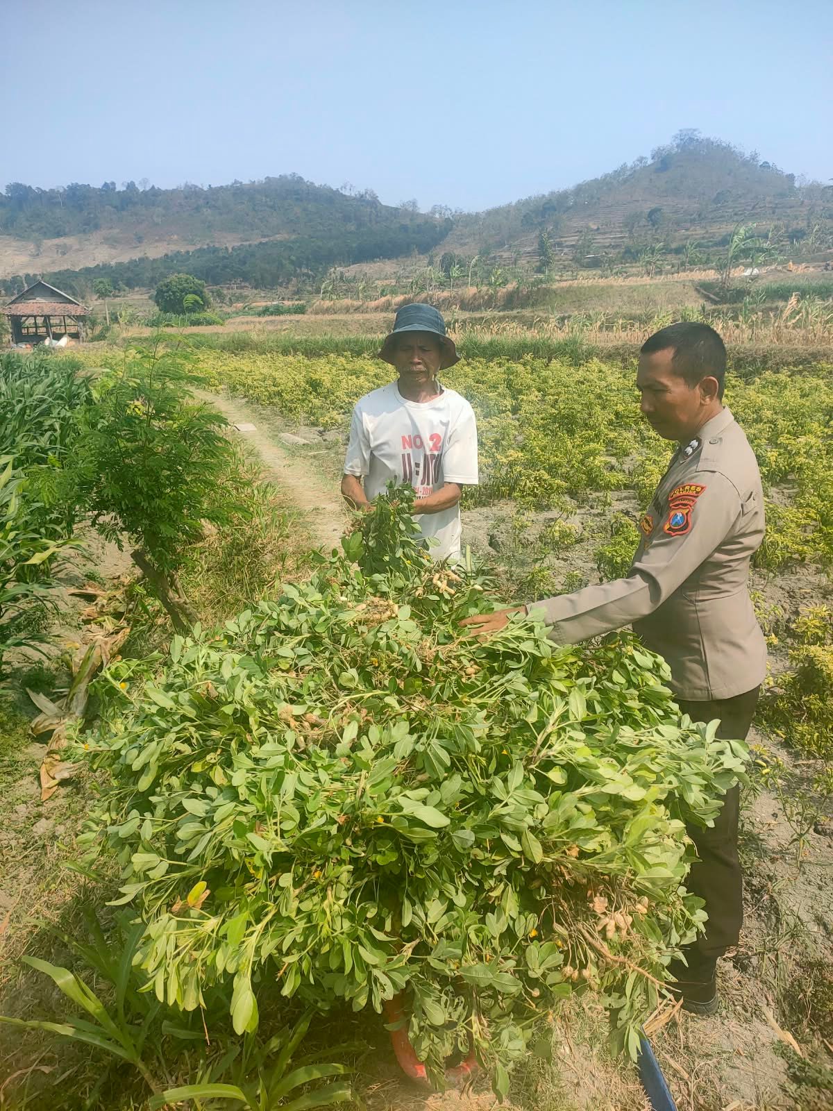 JELANG MUSIM PENGHUJAN, BHABINKAMTIBMAS DESA BAJANG PANTAU PANEN KACANG TANAH, DORONG KETAHANAN PANGAN WARGA