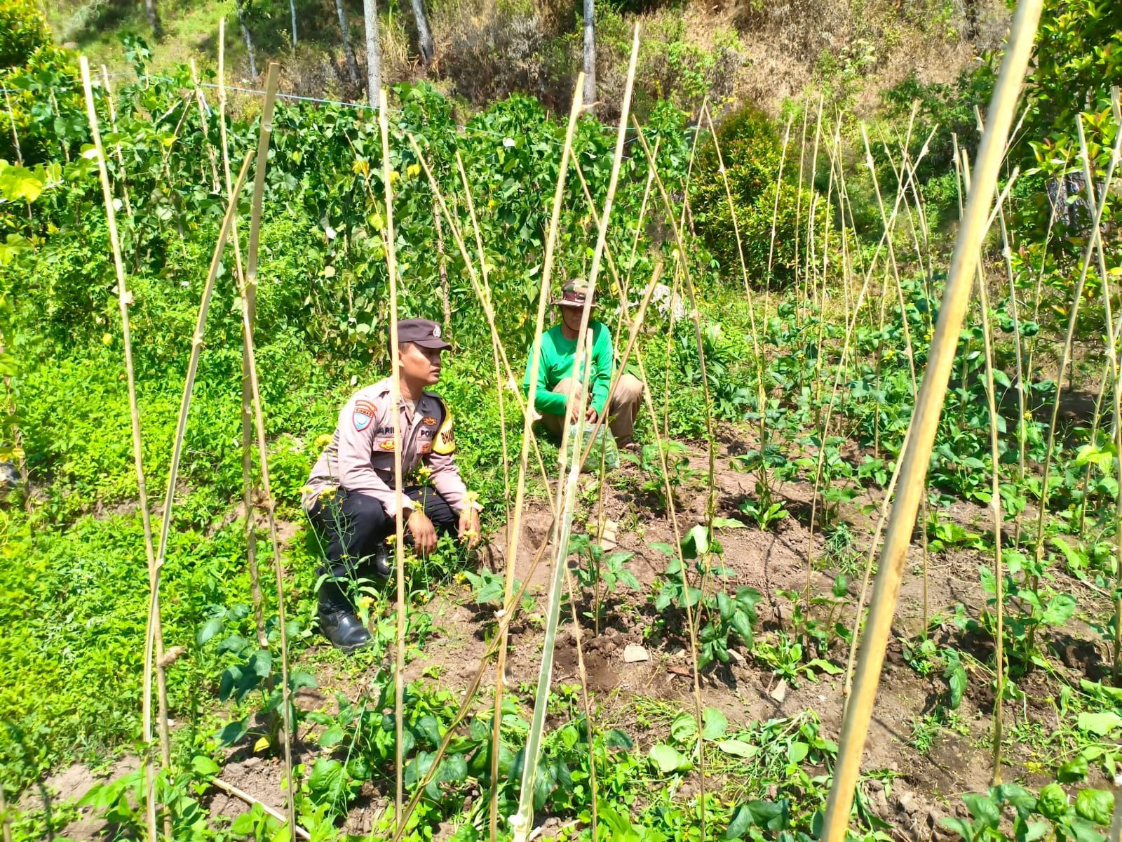 Dukung Ketahanan Pangan, Bhabinkamtibmas Desa Blongko Sambangi Petani Kacang Panjang