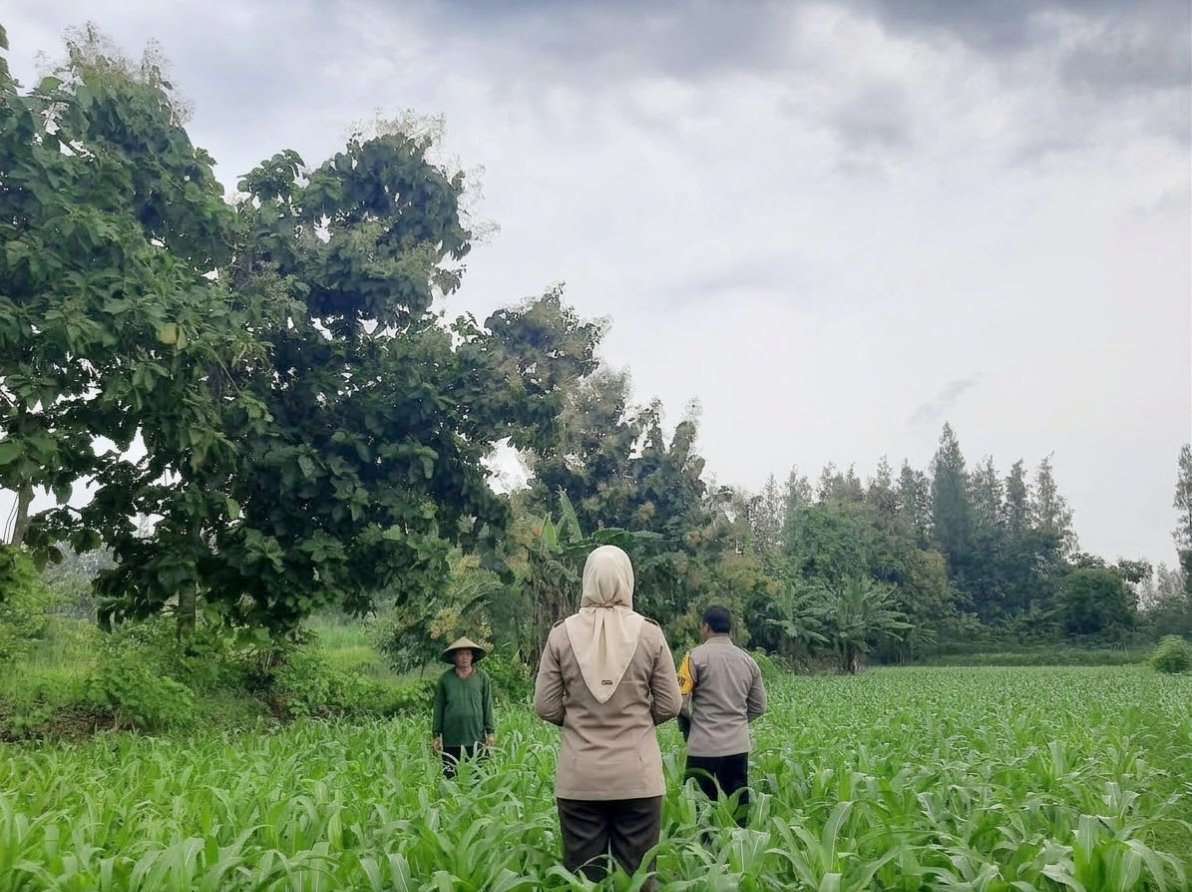 Jelang Musim Panen, Bhabinkamtibmas Desa Sumbermiri Perkuat Sinergi dengan Petani Jagung Dukung Ketahanan Pangan